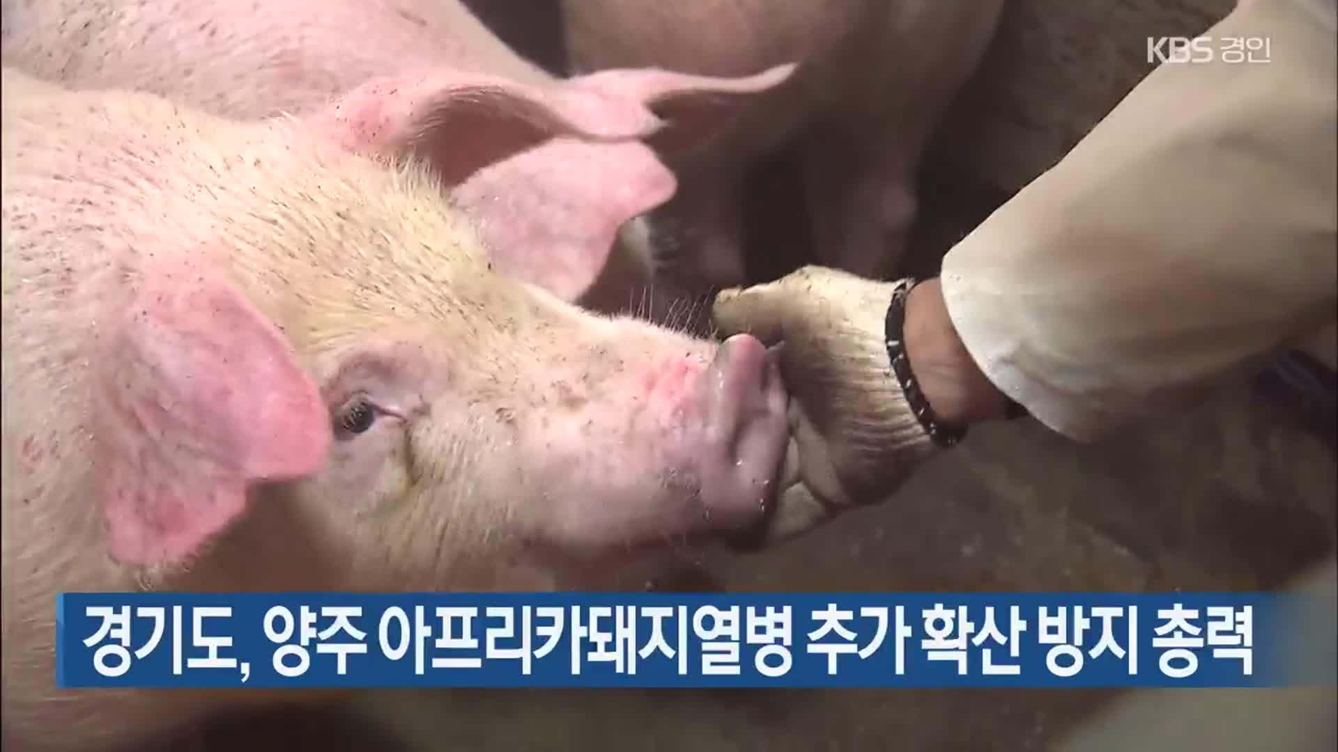 경기도, 양주 아프리카돼지열병 추가 확산 방지 총력