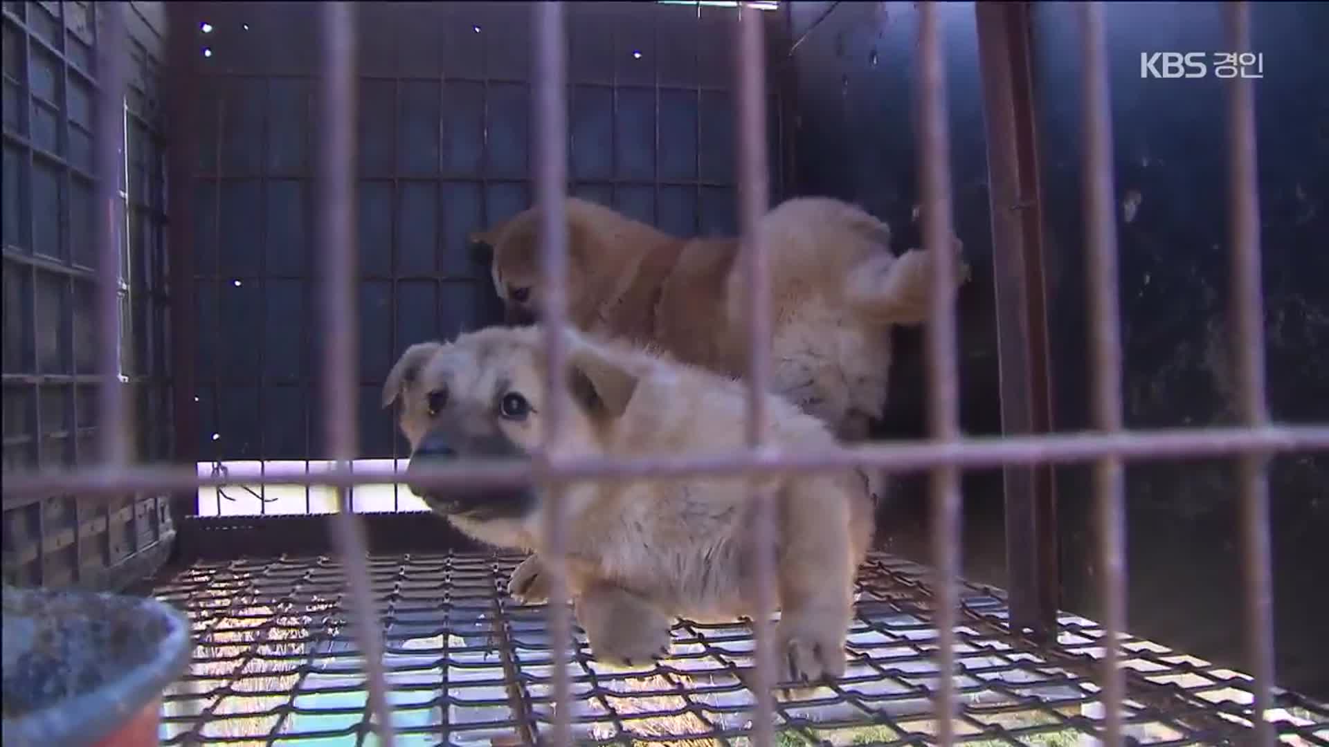 ‘개 식용 종식법’ 시행 6개월…불법 도살 여전