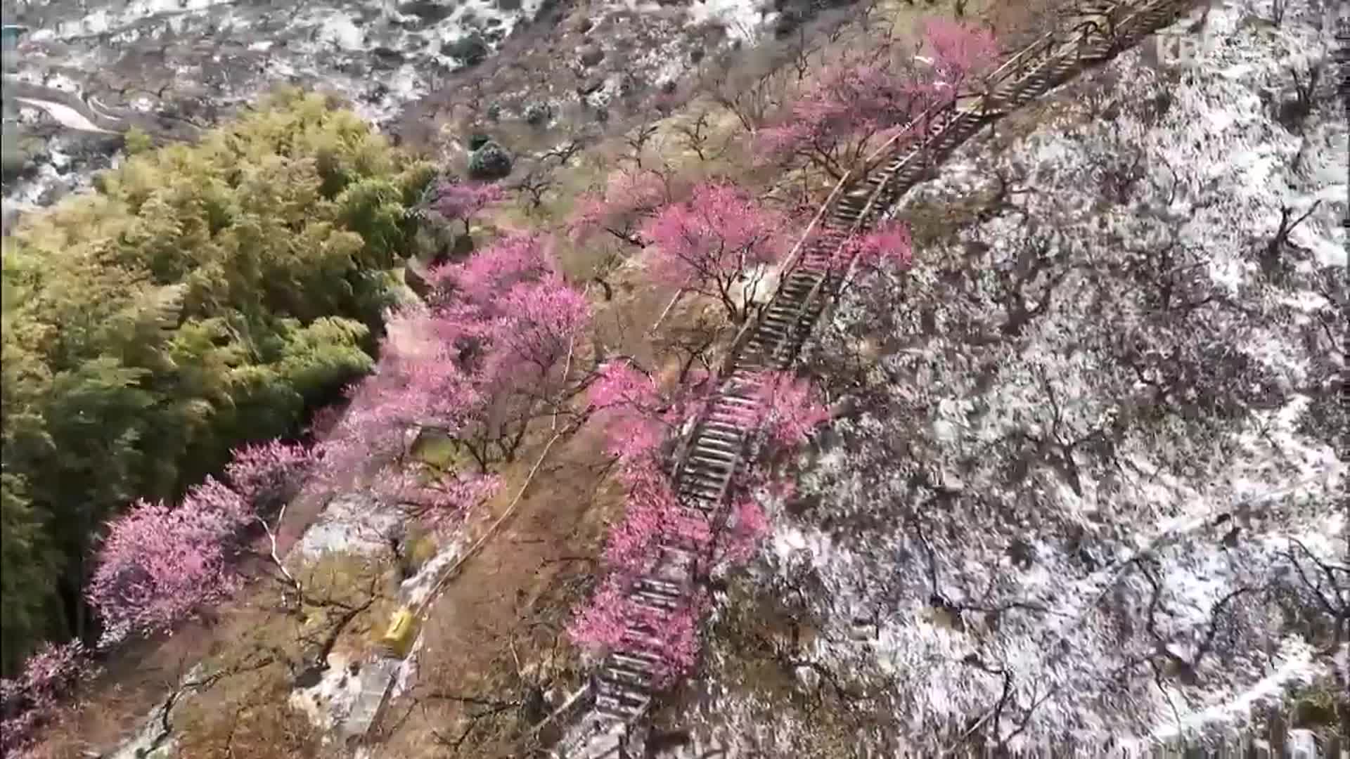 눈 덮인 광양 매화마을 ‘설중매’ 장관