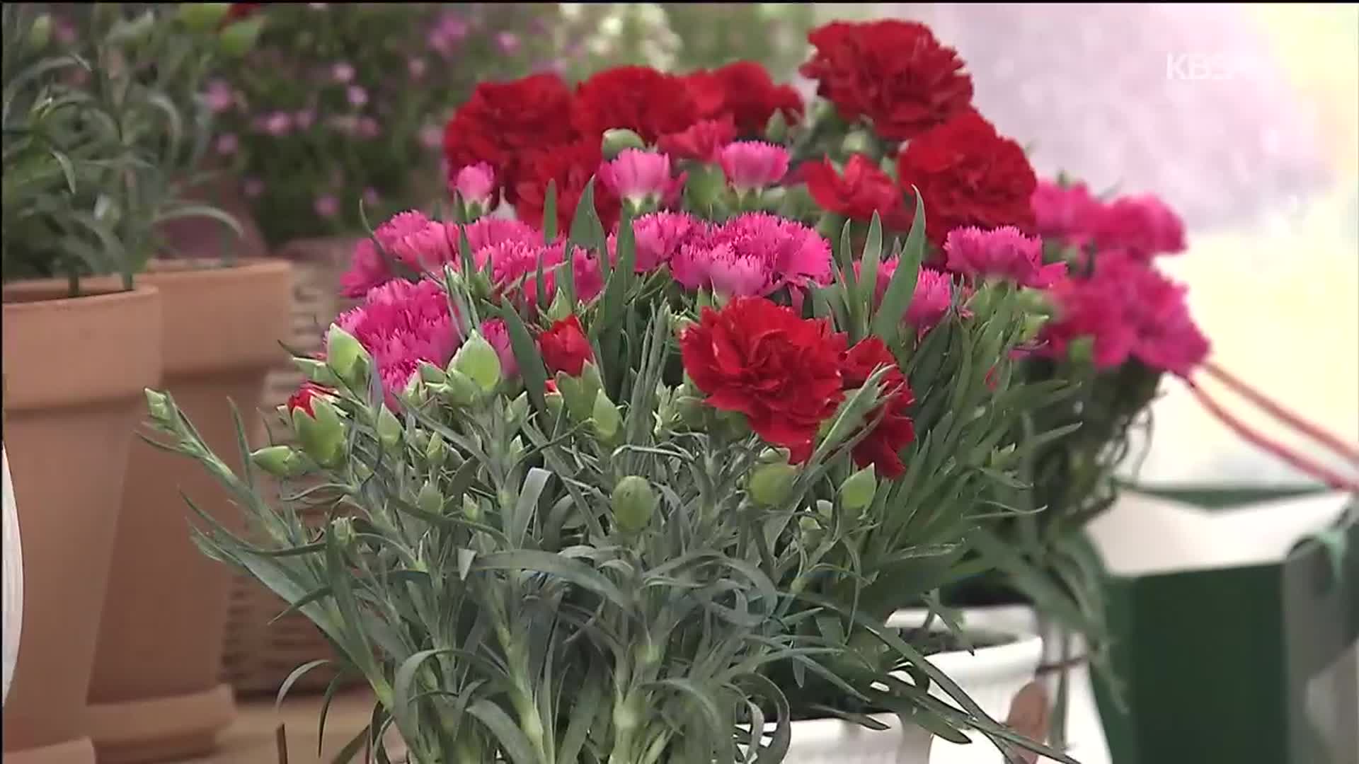 어버이날 카네이션 옛말?…쌓이는 재고에 화훼업계 울상