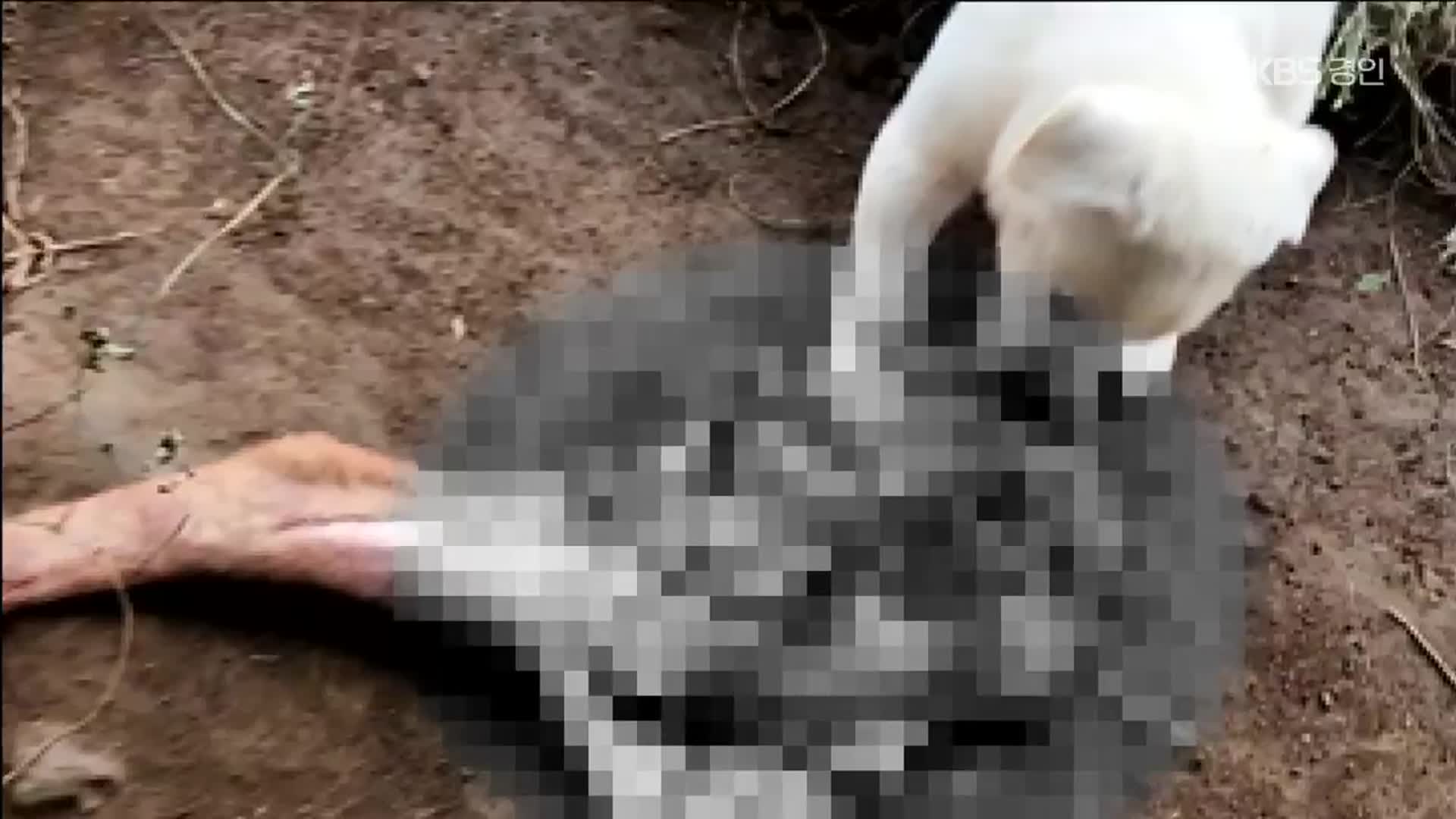 진돗개 풀고 특수도구까지…야생동물 밀렵 2명 구속