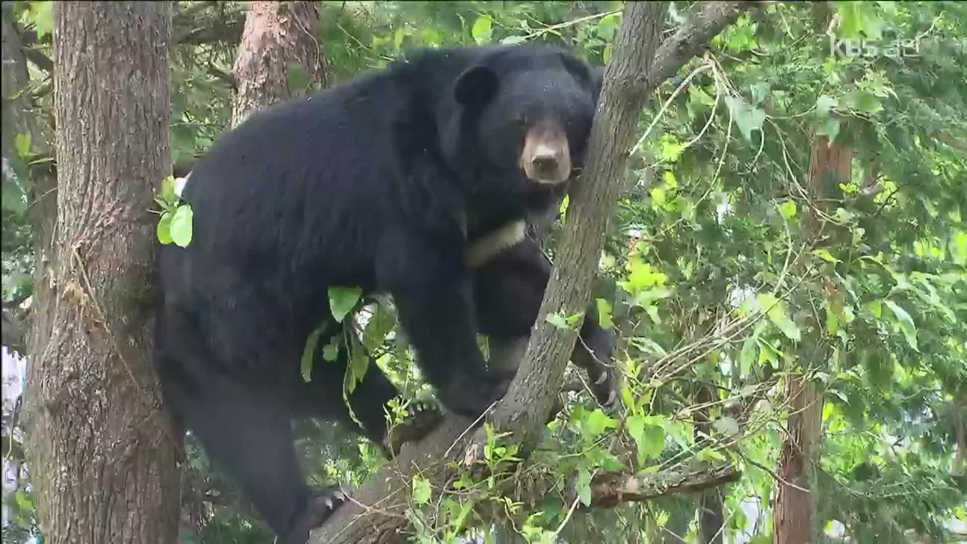 반달가슴곰 활동 본격화…등산객 주의할 점은?