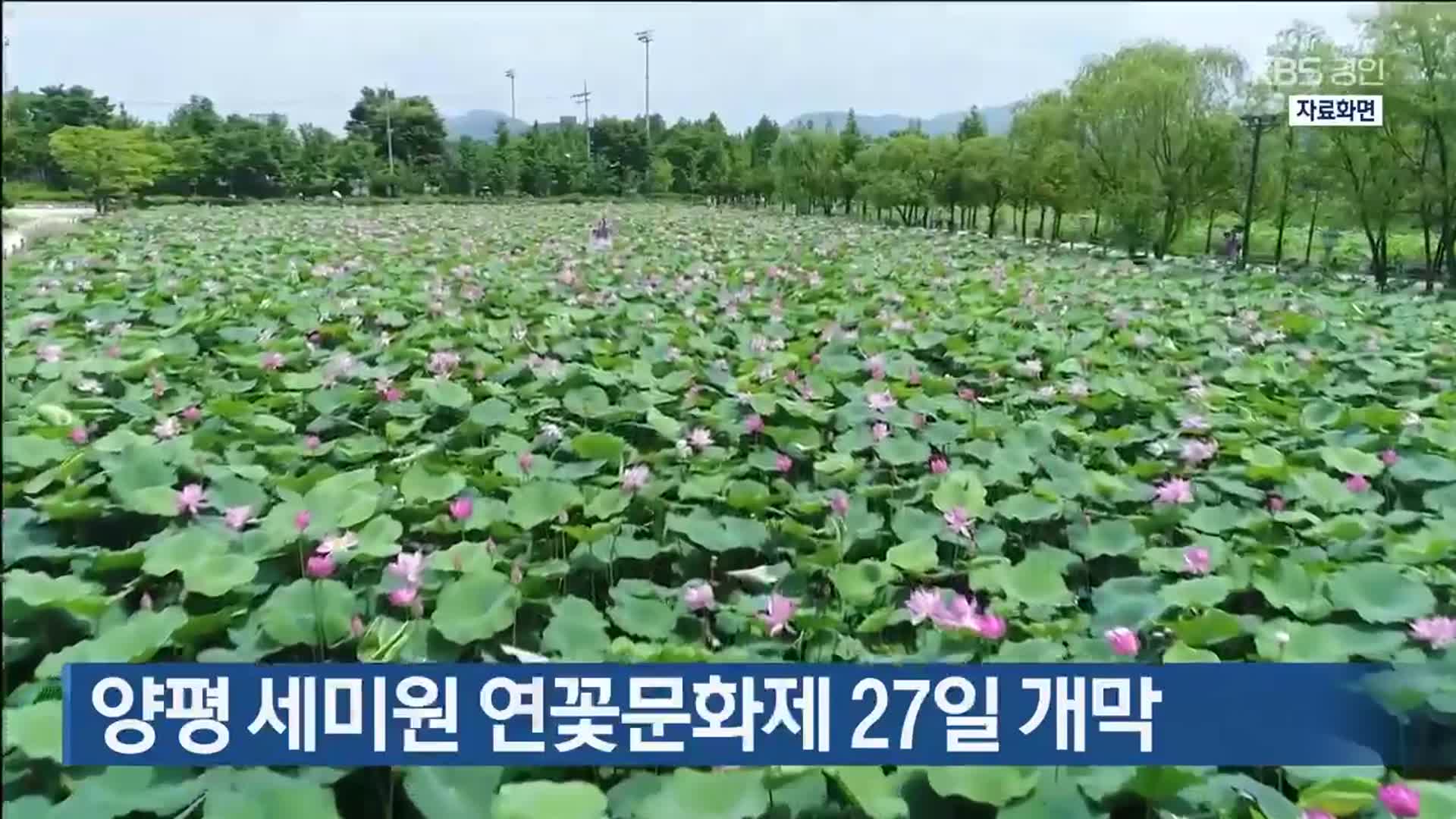 양평 세미원 연꽃문화제 27일 개막