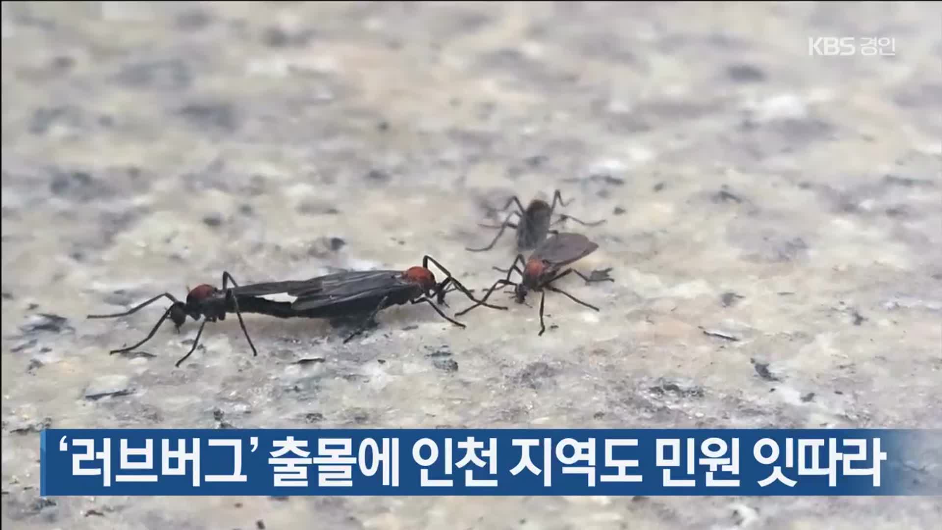 ‘러브버그’ 출몰에 인천 지역도 민원 잇따라