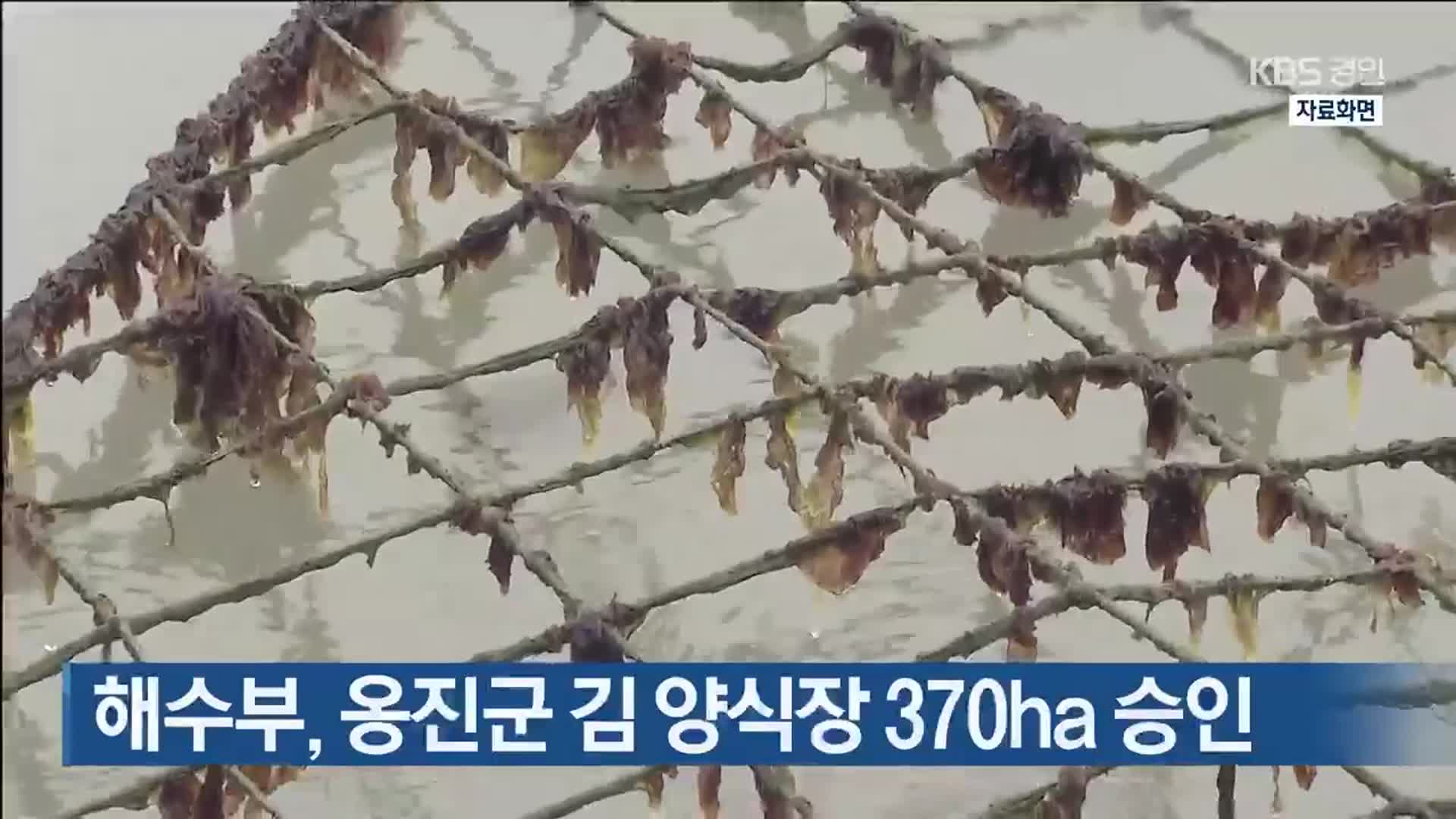 해수부, 옹진군 김 양식장 370ha 승인