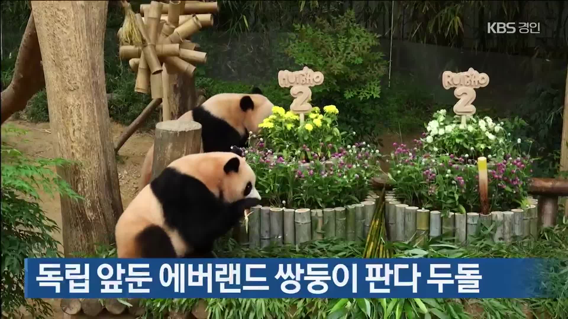독립 앞둔 에버랜드 쌍둥이 판다 두돌