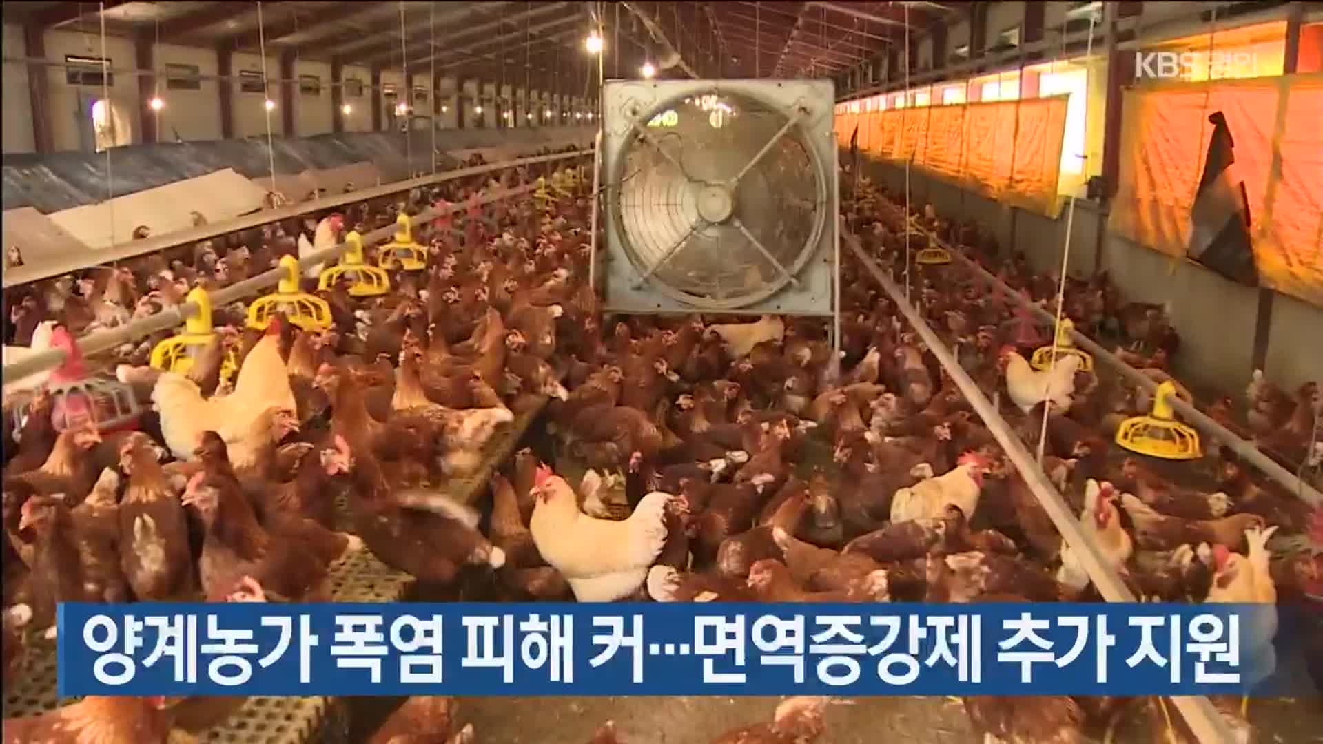 양계농가 폭염 피해 커…면역증강제 추가 지원