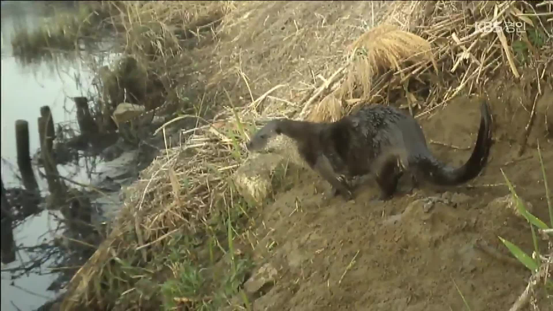 탄천·성복천까지 잇단 수달 목격…도심 공존 ‘과제’