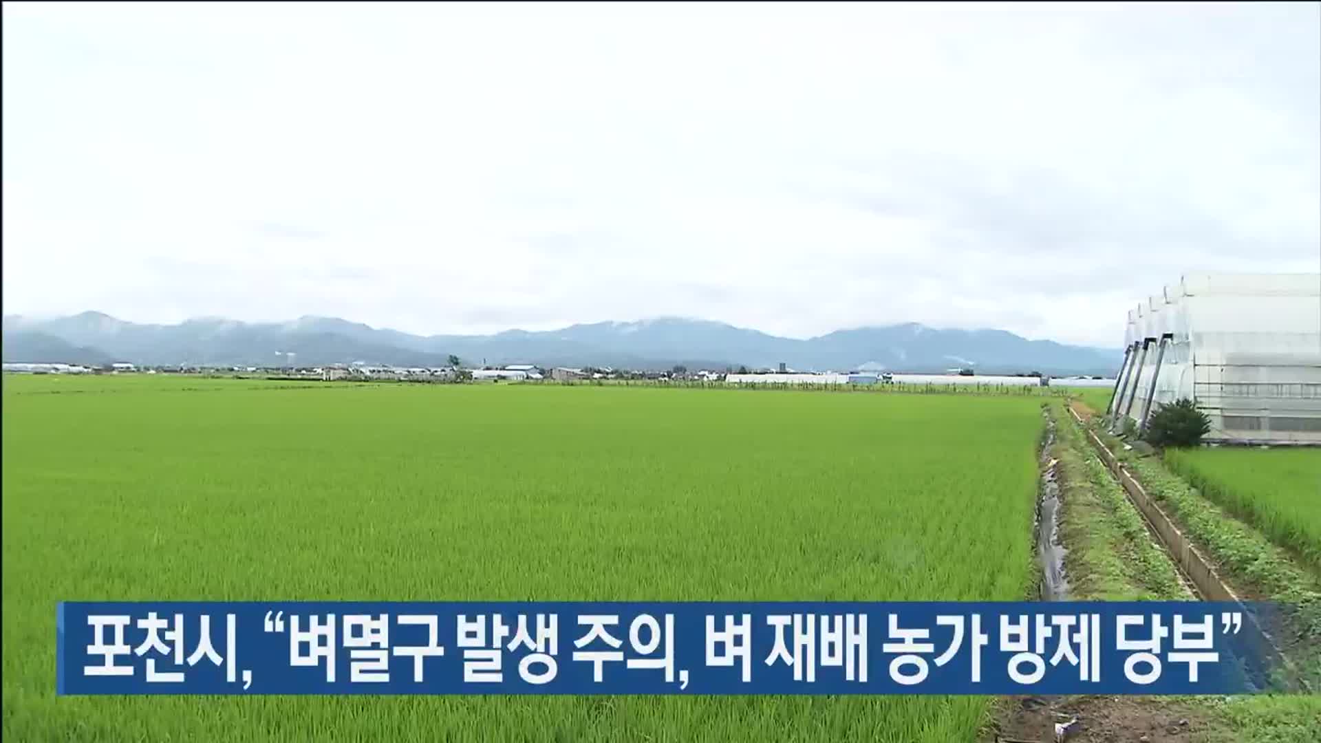 포천시 “벼멸구 발생 주의, 벼 재배 농가 방제 당부”