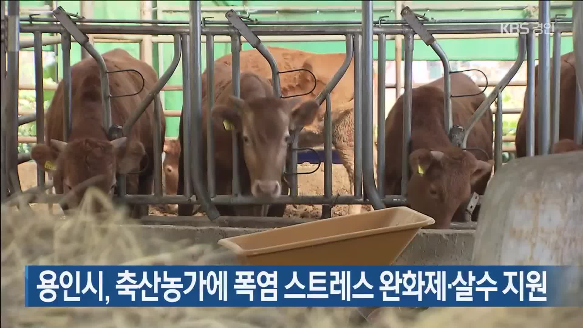 용인시, 축산농가에 폭염 스트레스 완화제·살수 지원