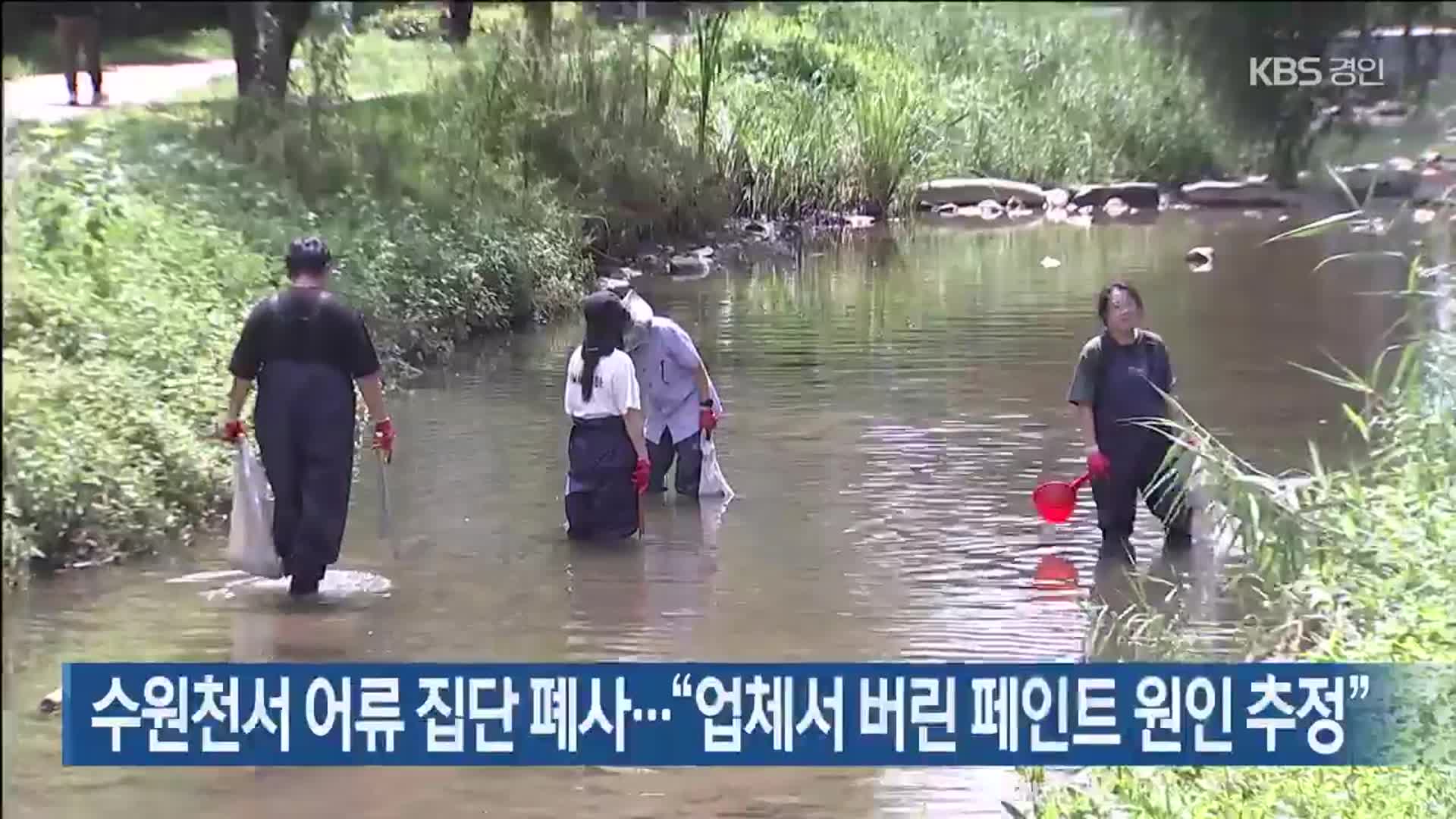 수원천서 어류 집단 폐사…“업체서 버린 페인트 원인 추정”