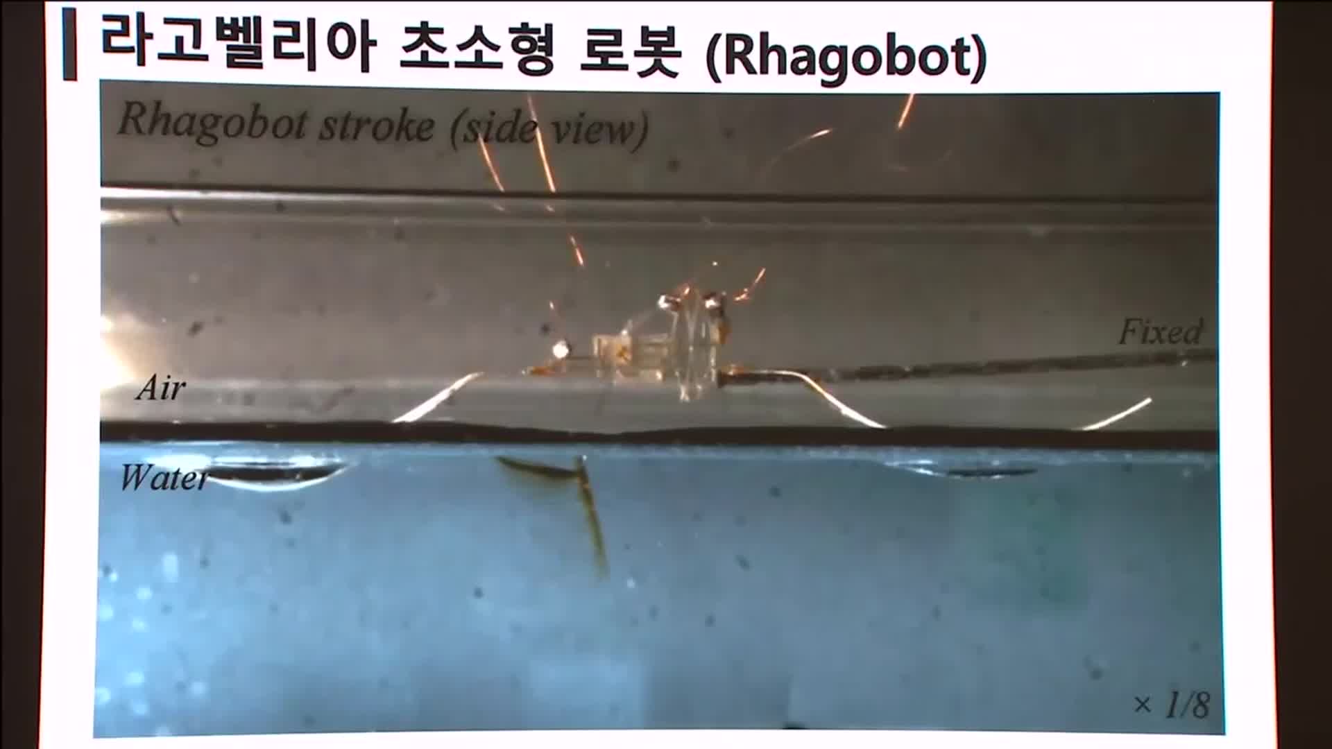 ‘소금쟁이 이동 원리’ 세계 최초 규명해 초소형 로봇 제작…“재난 시 활용”