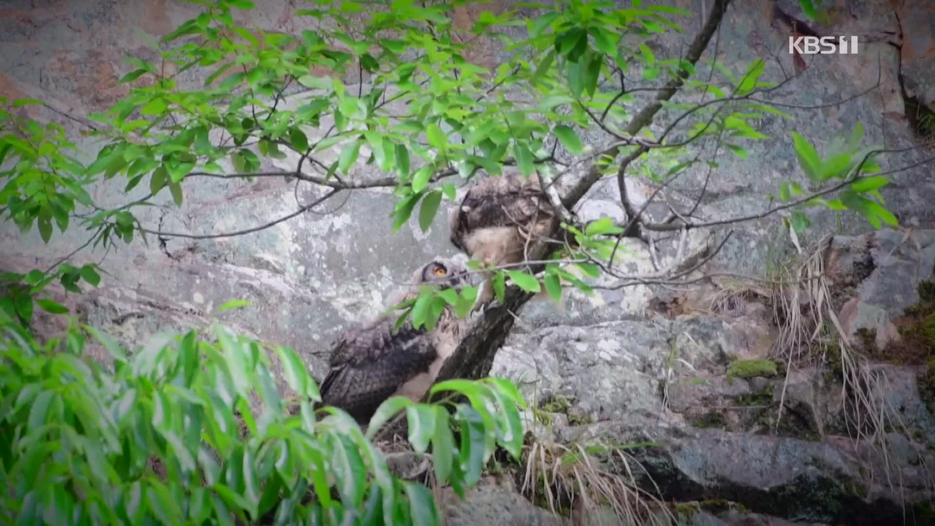 [사사건건] 도심 야산에서 포착된 천연기념물 ‘수리부엉이’