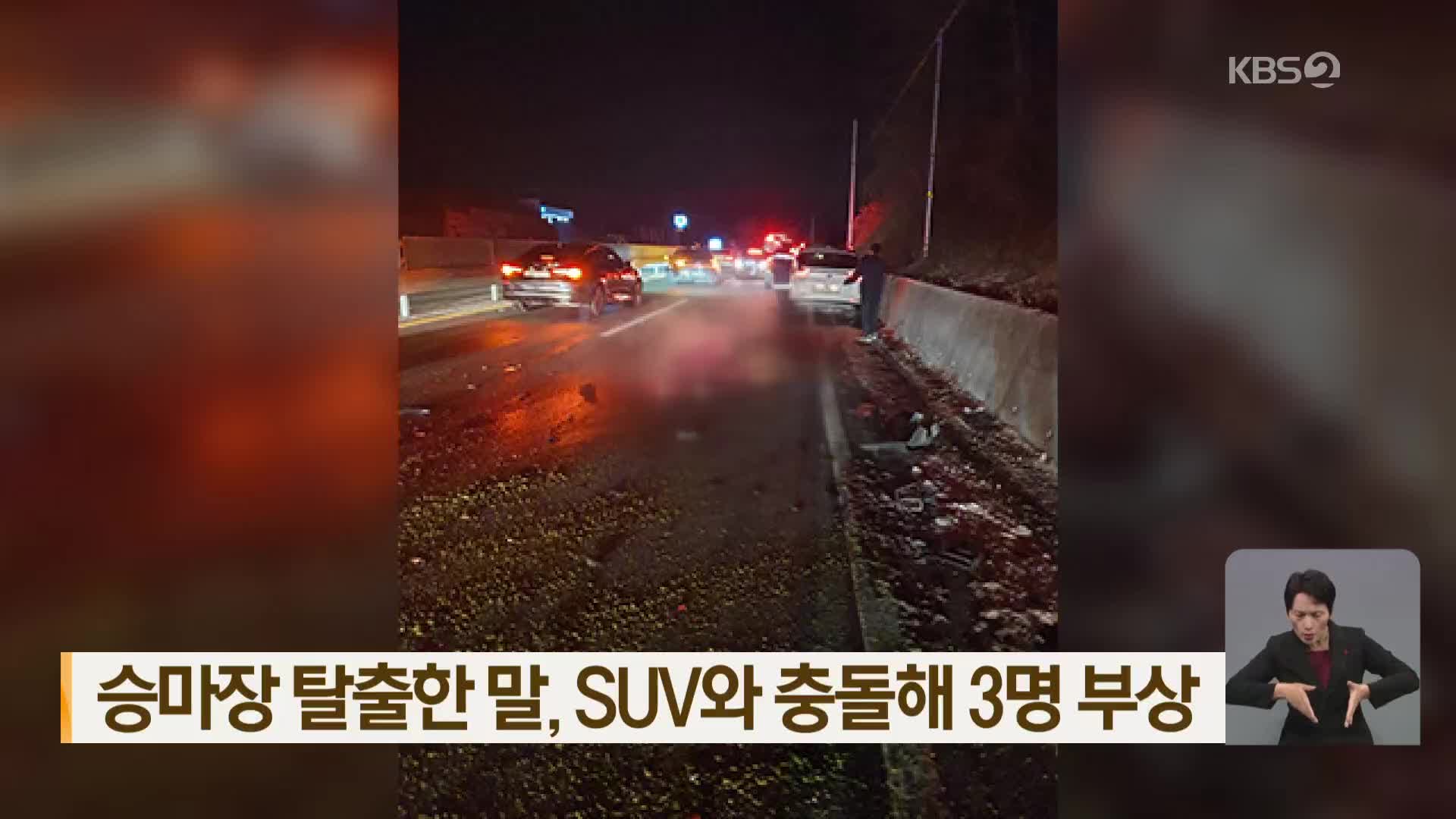 승마장 탈출한 말, SUV와 충돌해 3명 부상