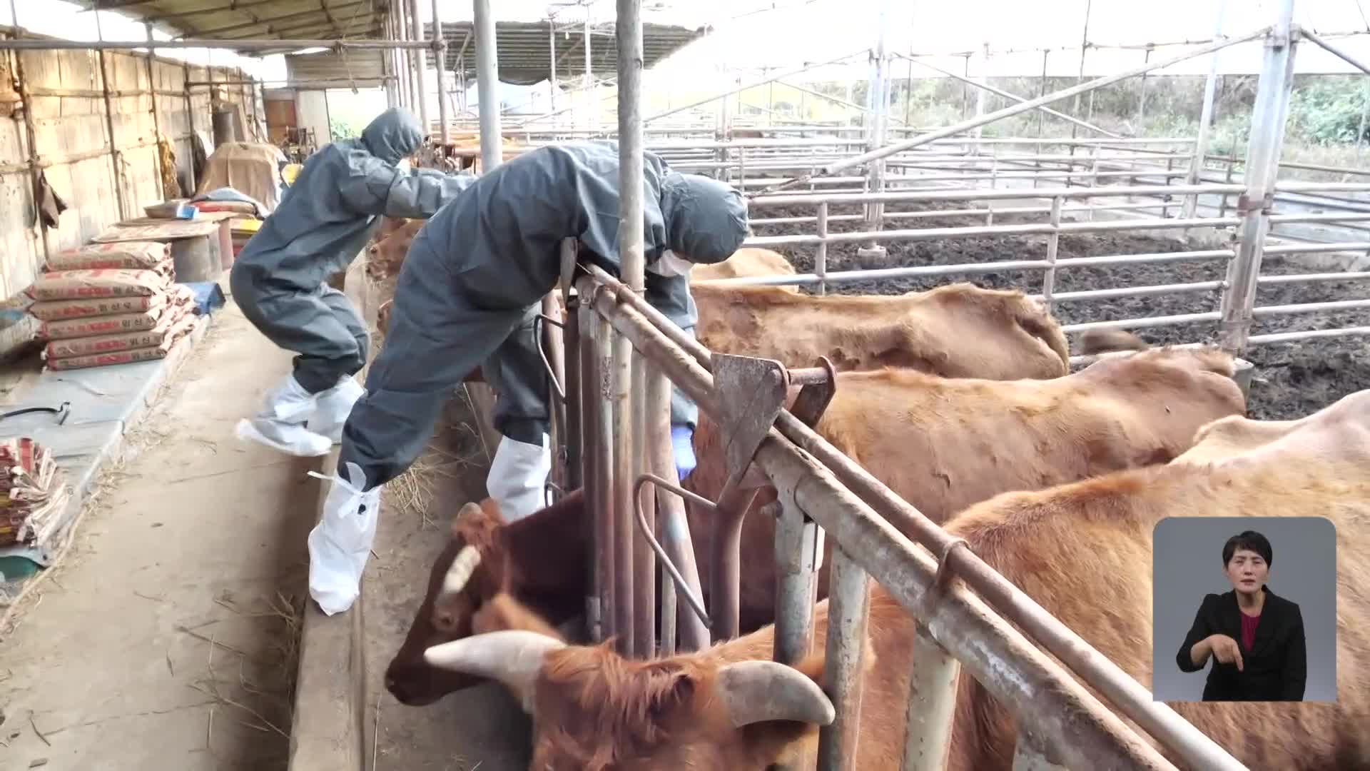 소 사육 2위 전남도 ‘확진’…“다음 달까지 전국 모든 소 접종”