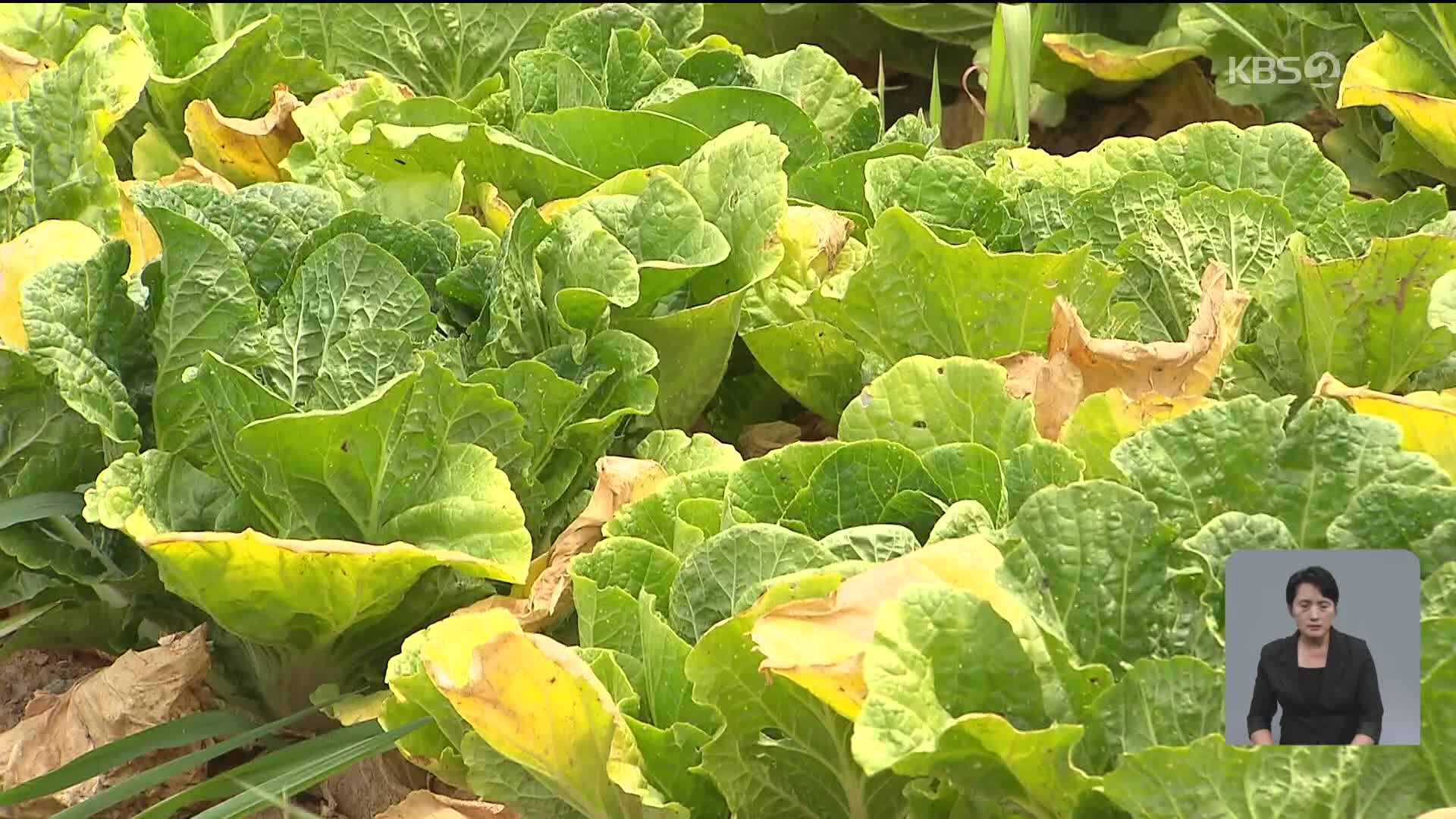 배춧값 고공행진 언제까지…“중국산 배추 정부 수입”