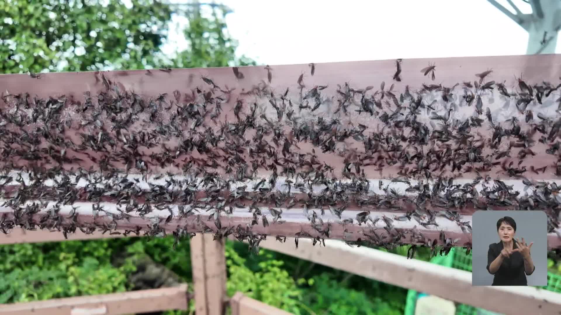 계양산 뒤덮은 ‘러브버그’…방역 어려운 이유는?