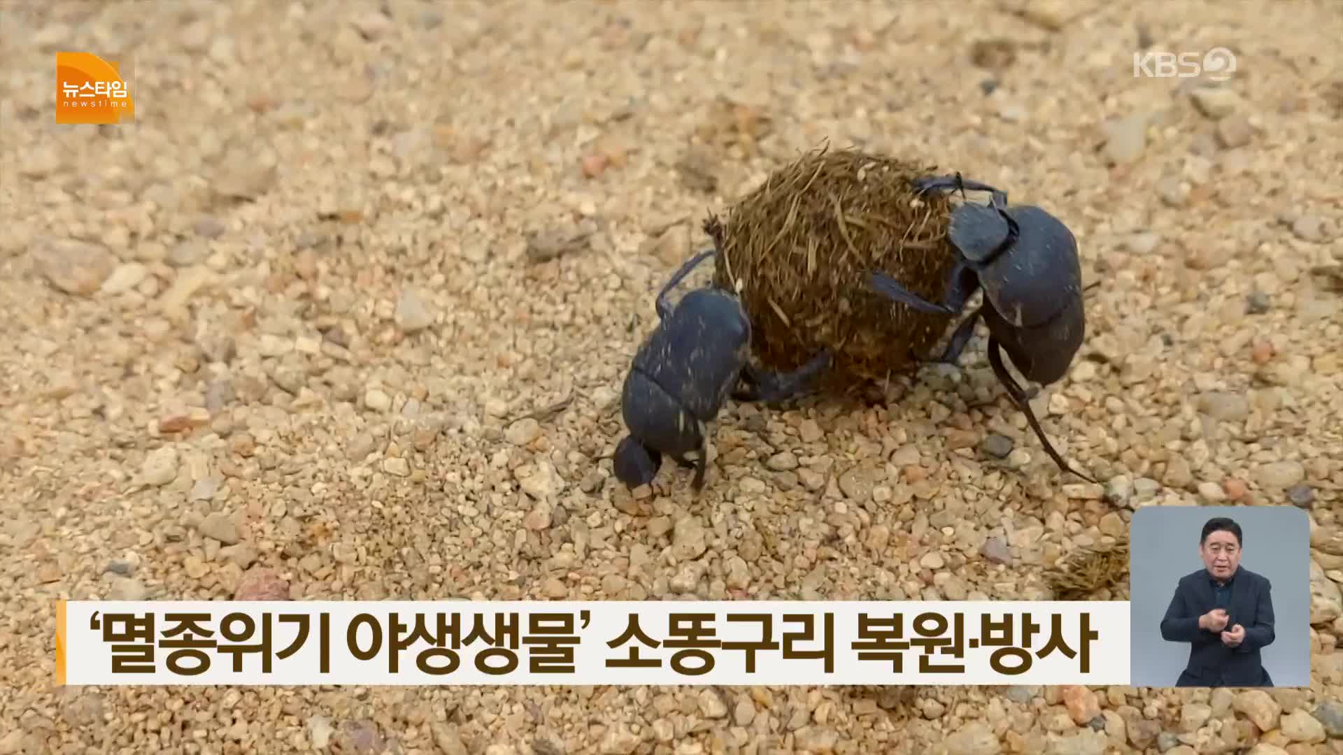 ‘멸종위기 야생생물’ 소똥구리 복원·방사