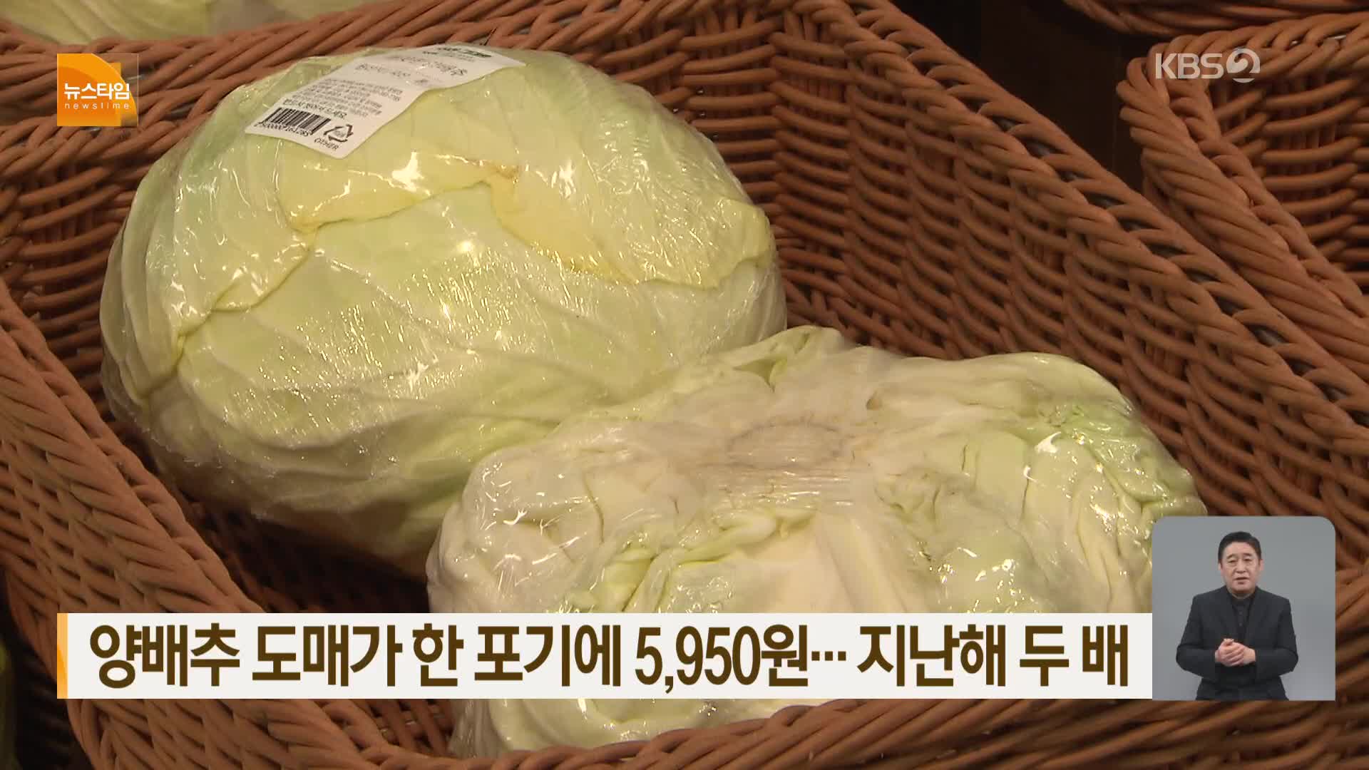 양배추 도매가 한 포기에 5,950원…지난해 두 배