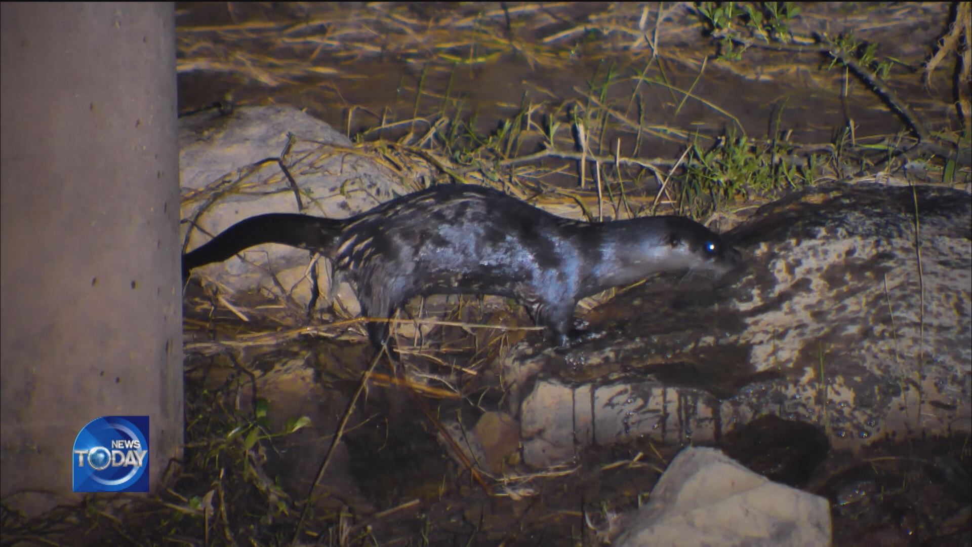 ECO-STREAM BECOMES HOME TO OTTERS