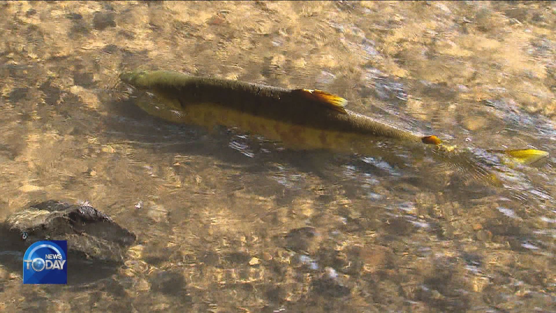 SALMON SPOTTED IN SOUTHERN CITIES