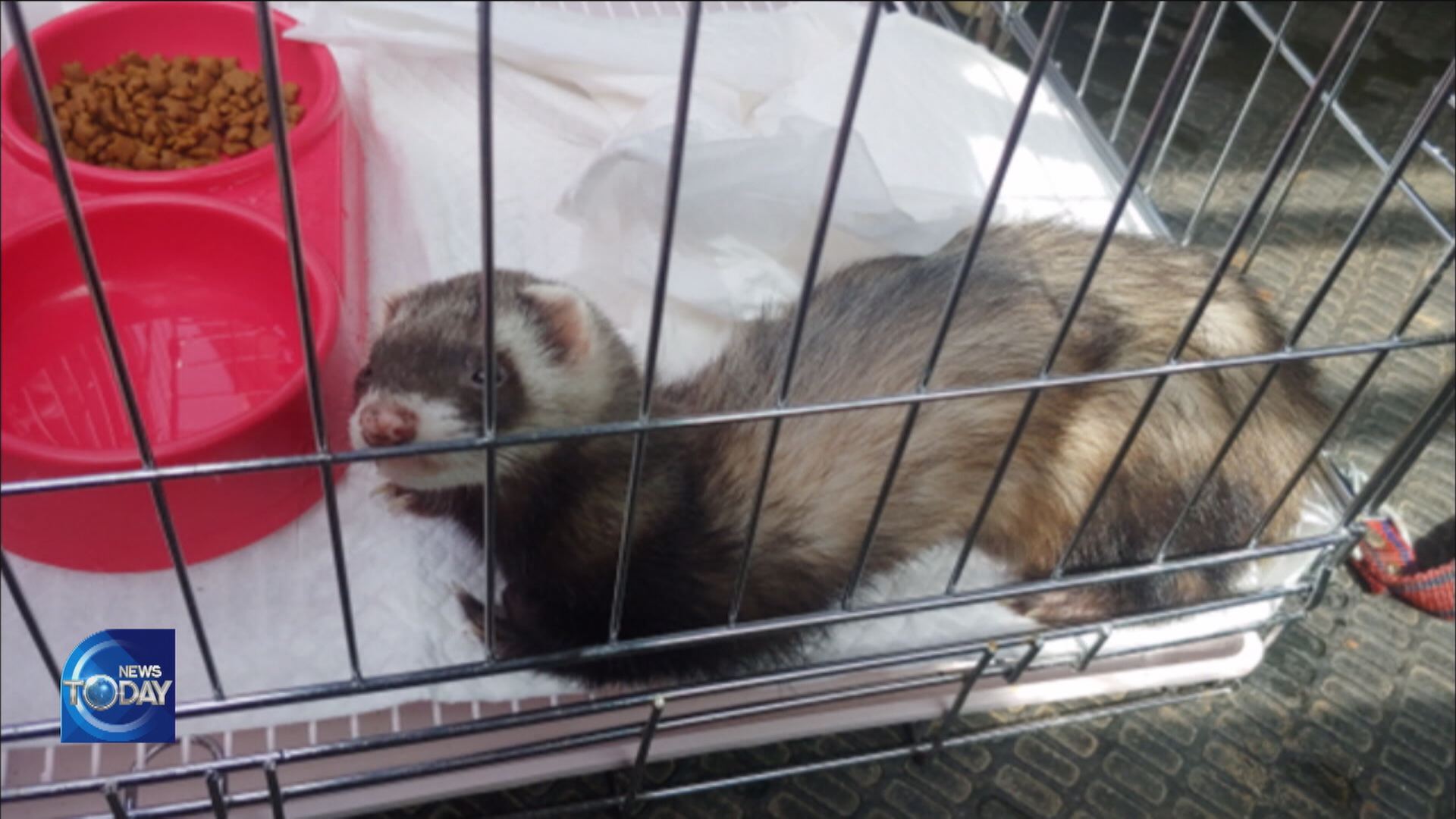 MORE EXOTIC PETS ABANDONED