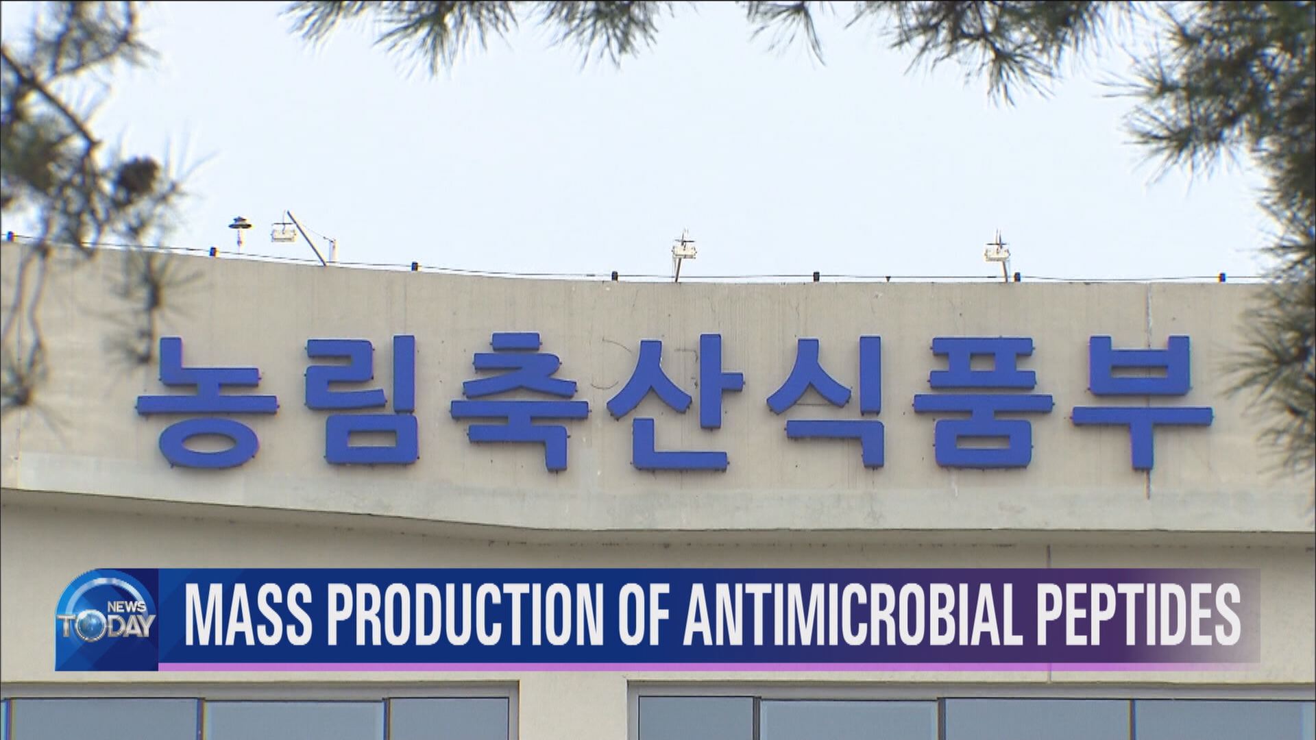 MASS PRODUCTION OF ANTIMICROBIAL PEPTIDES