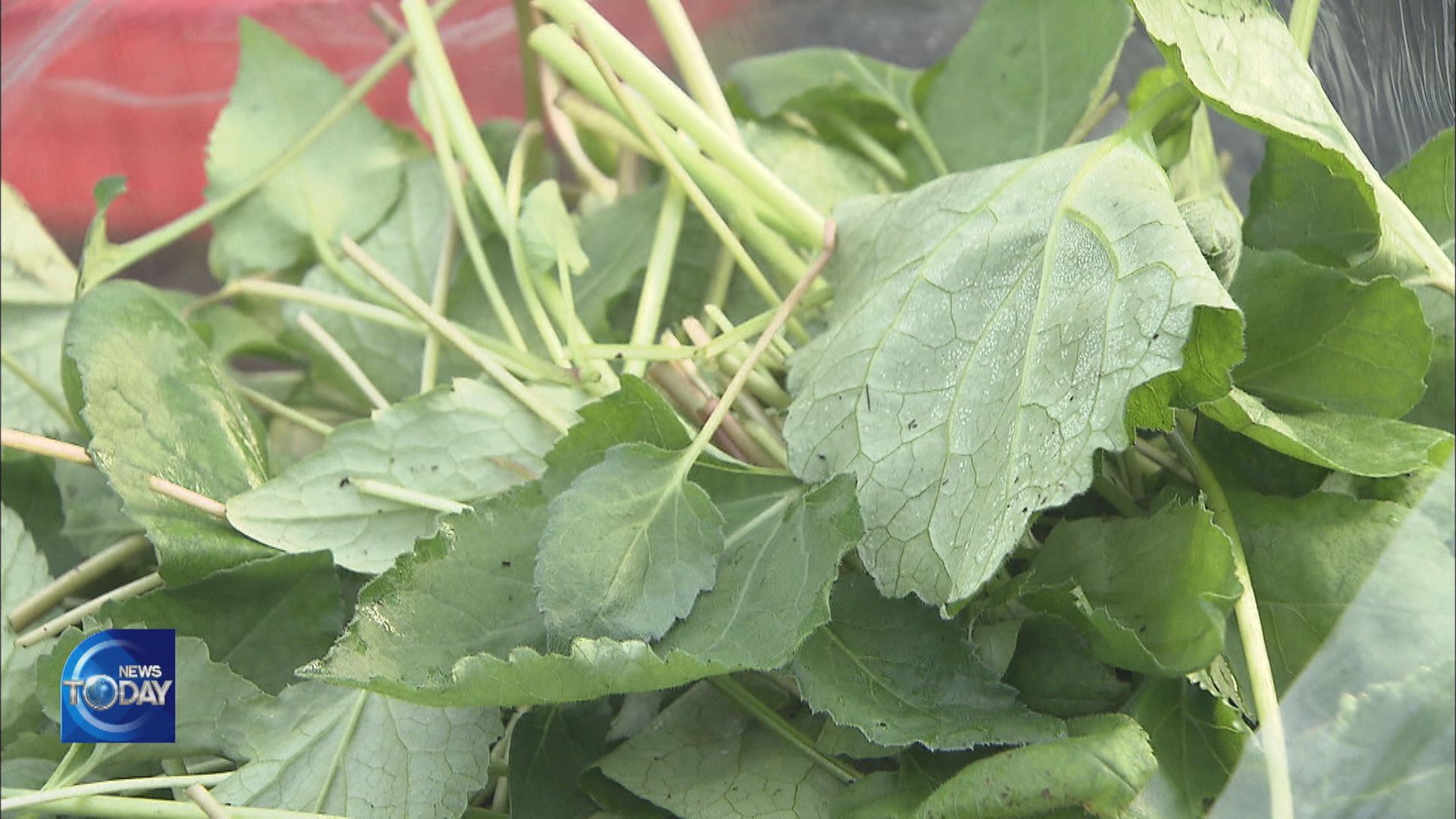 HARVESTING SPRING HERBS