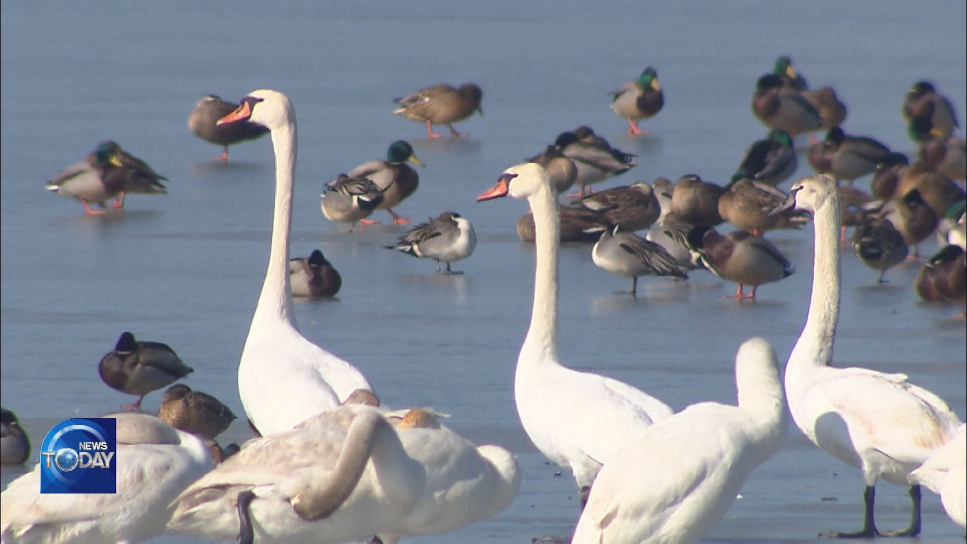 SPOTTING OF WHOOPER SWANS