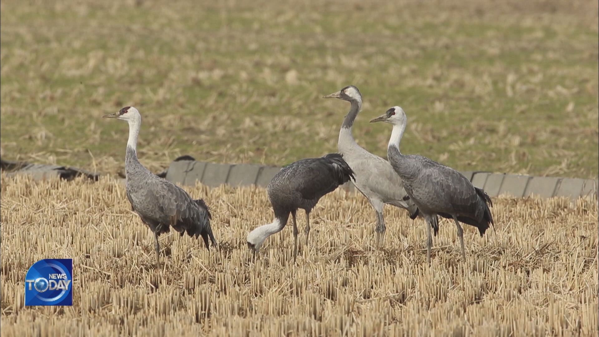 HOODED CRANES VISIT CHEONSUMAN BAY