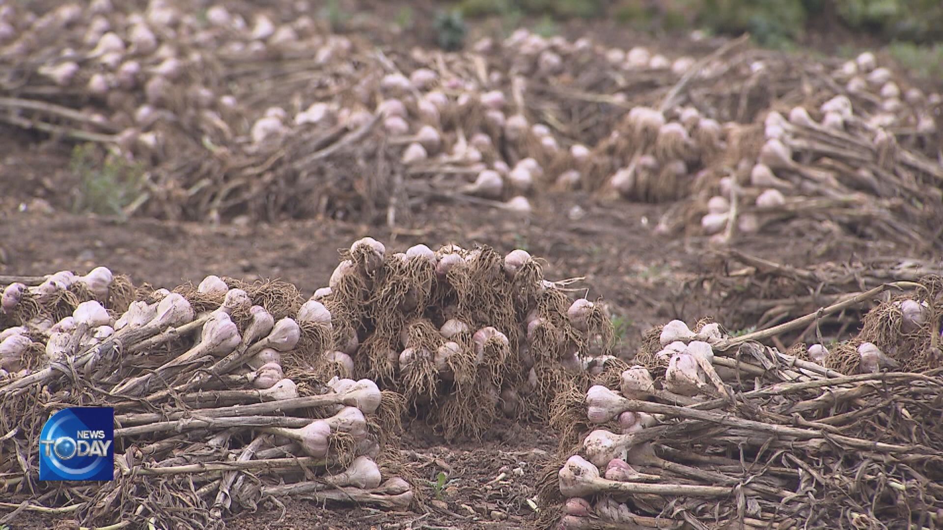 LISTING GARLIC AS AGRICULTURAL HERITAGE