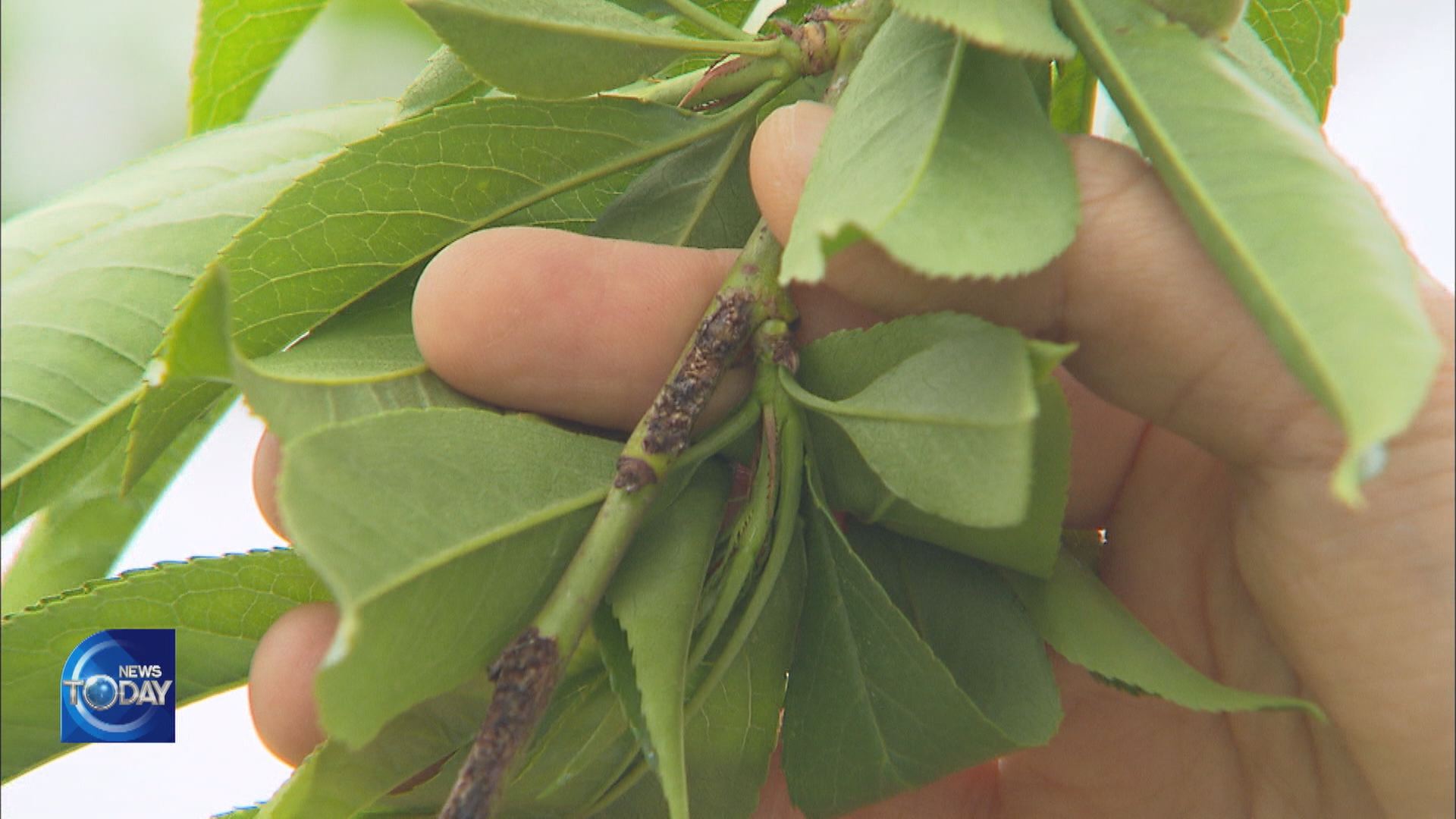 PESTS AFFECTING FARM LAND