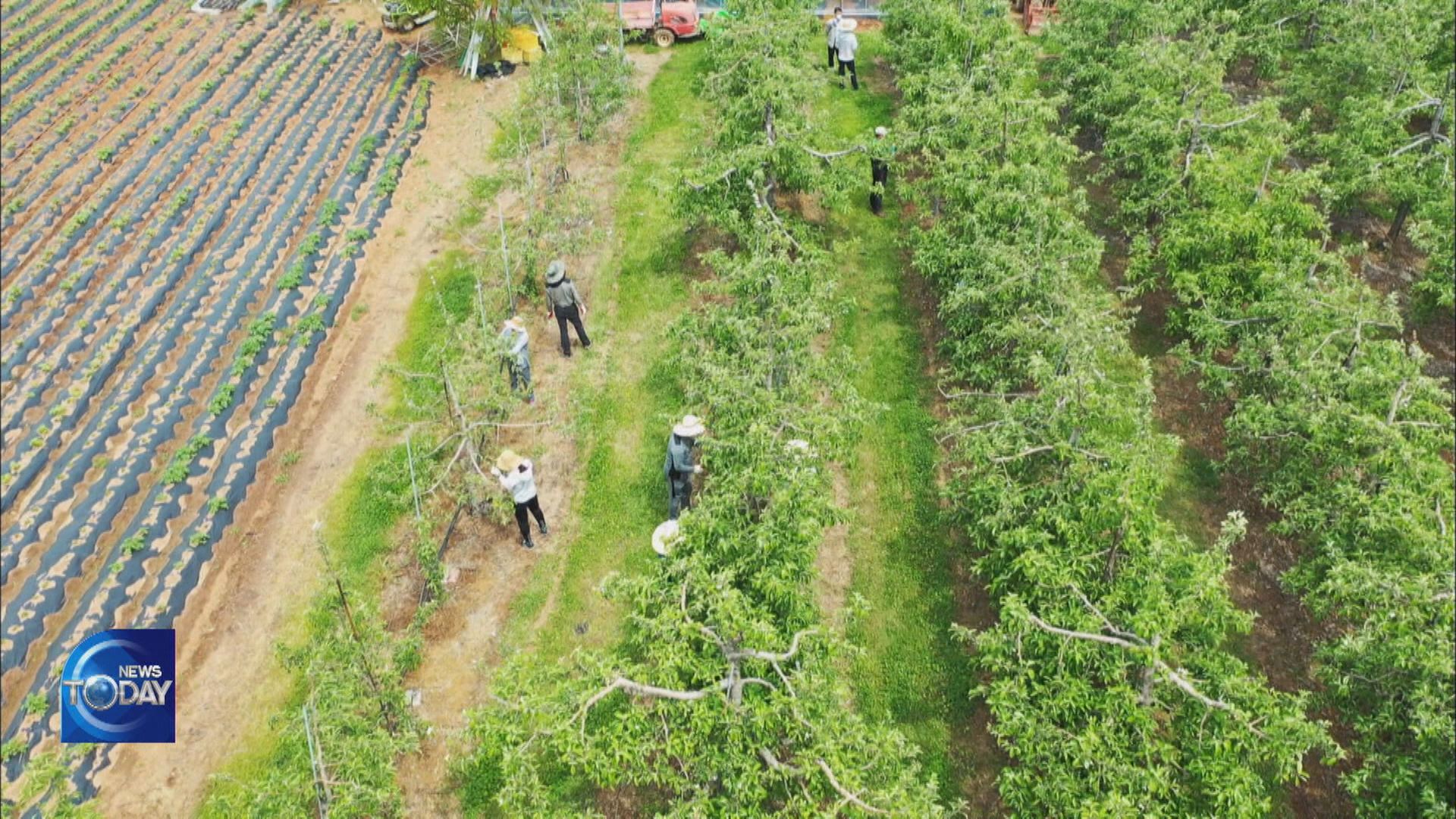 DIFFICULTIES IN FARMING AMID PANDEMIC