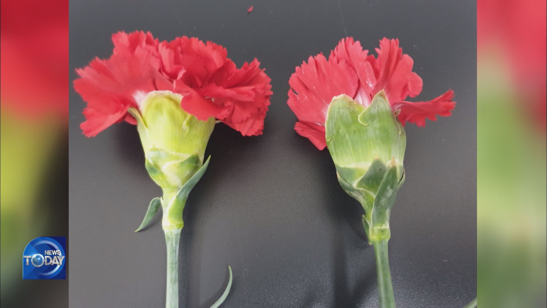 FALSE LABELING OF CARNATIONS
