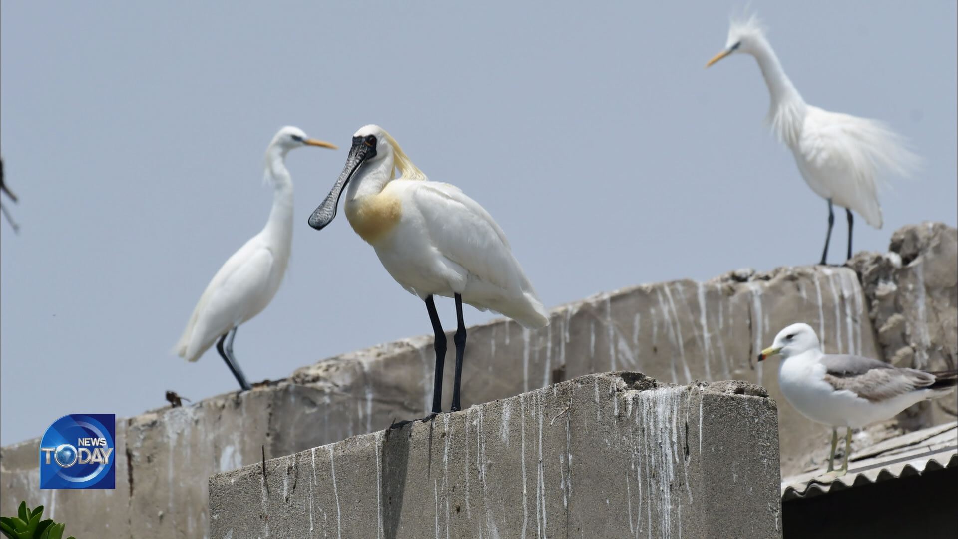 SPOONBILL & CHINESE EGRET