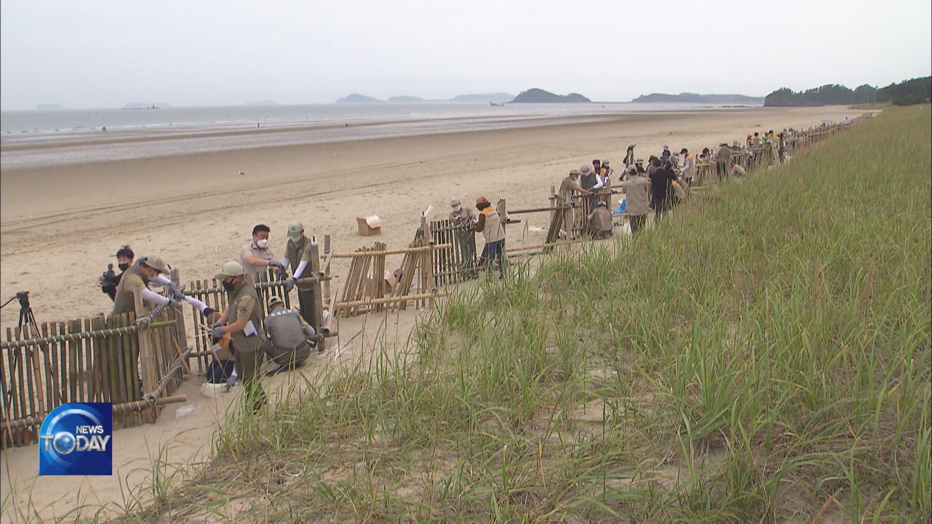 RESTORATION OF COASTAL DUNE