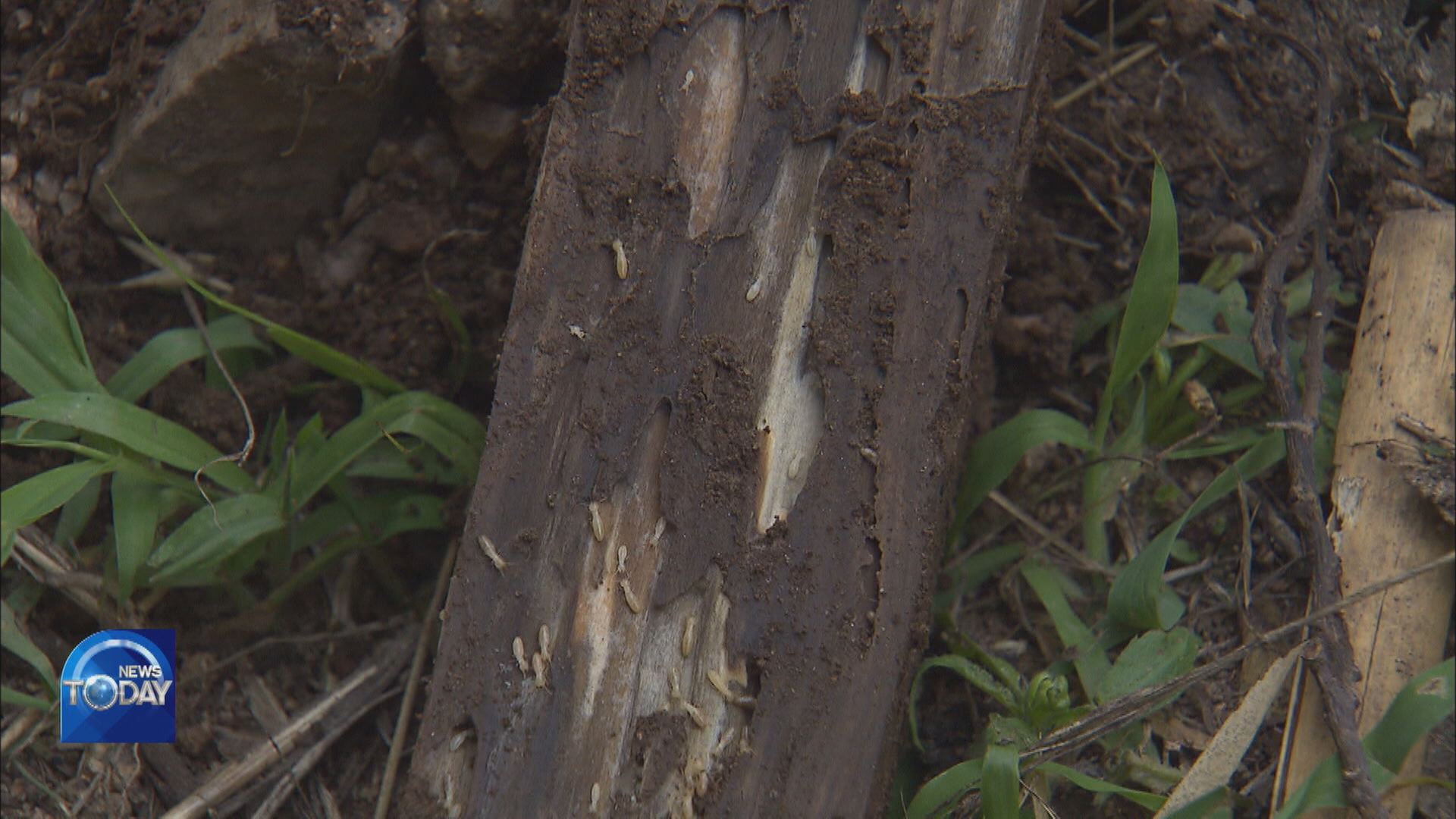 DAMAGES FROM INCREASED TERMITES