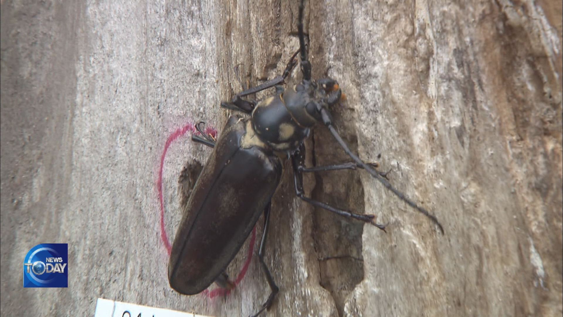 TRANSFORMATION OF LONGHORNED BEETLES