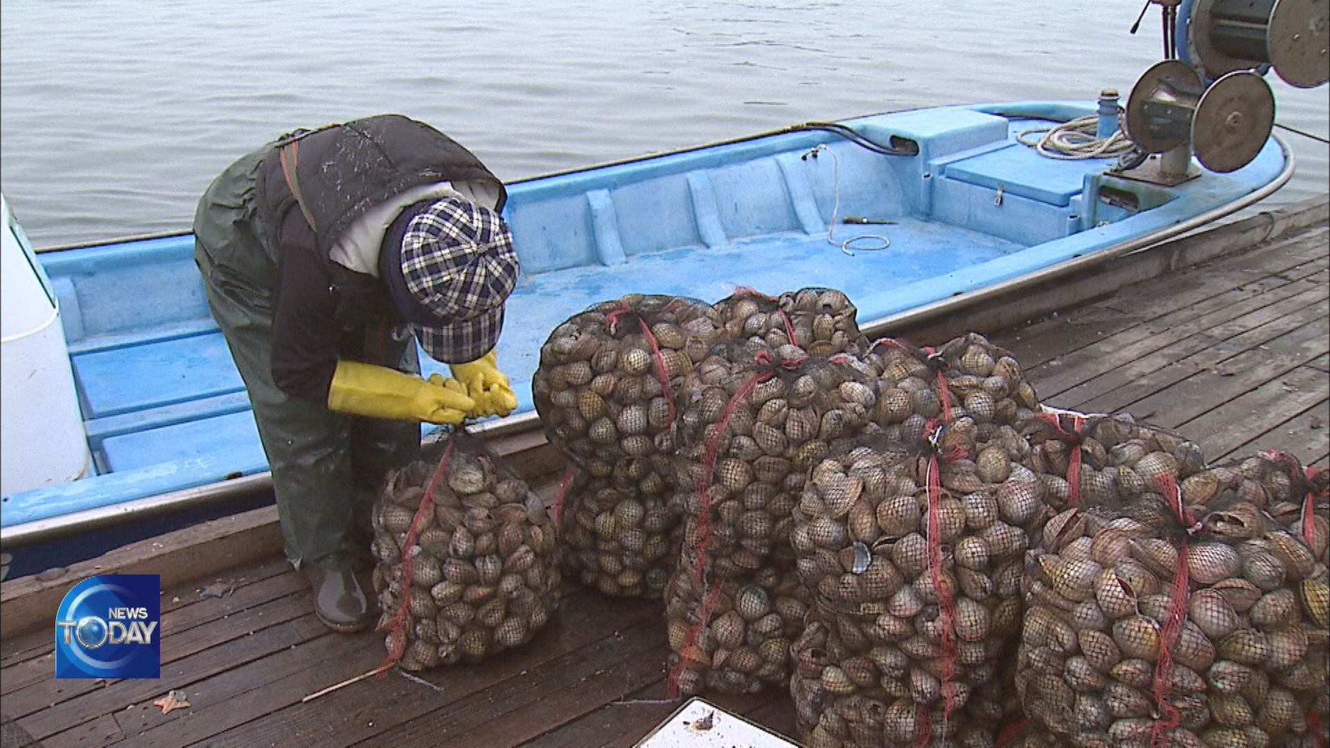 EFFORTS TO INCREASE COCKLE CLAMS