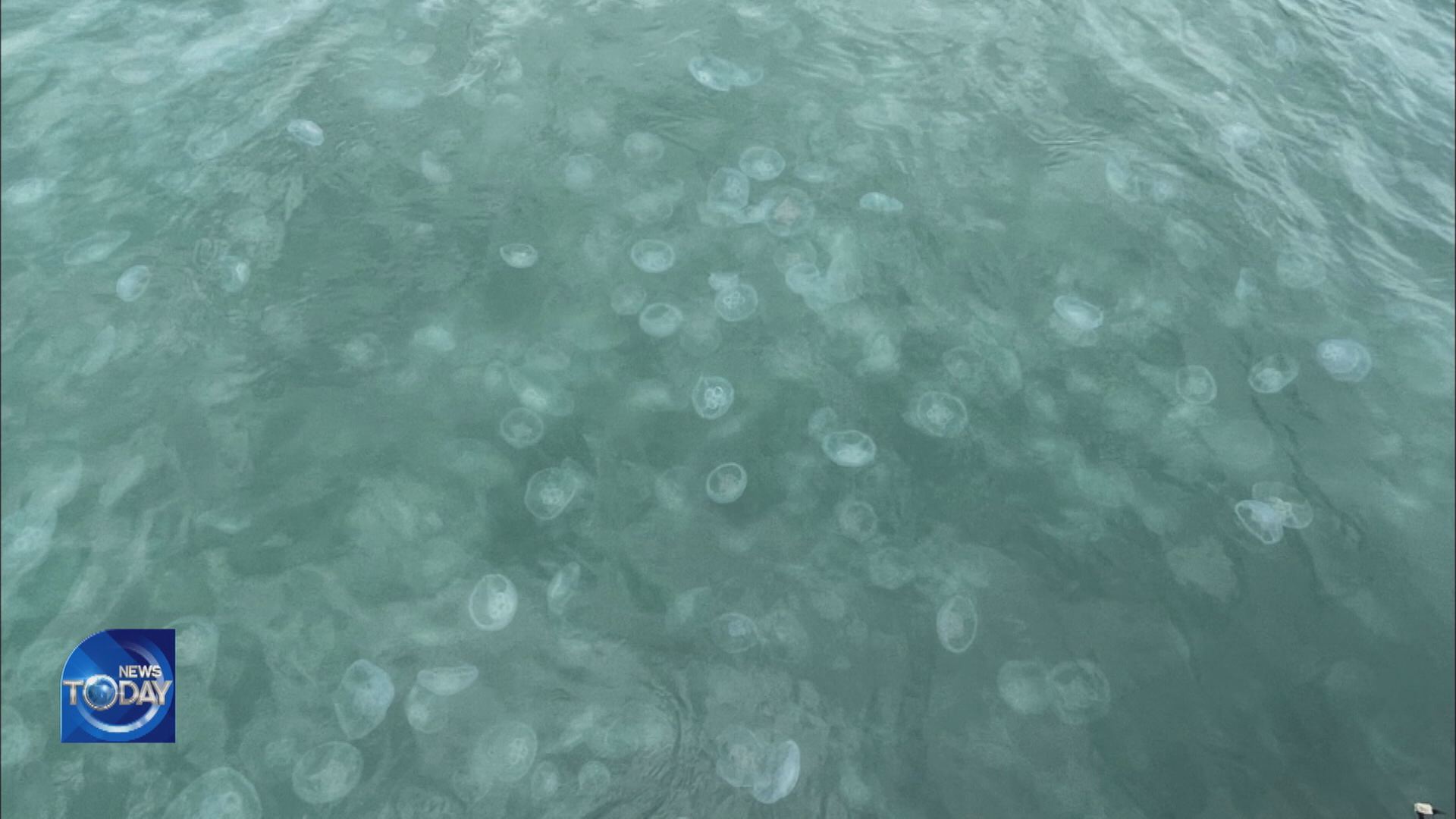 INCREASE IN JELLYFISHES