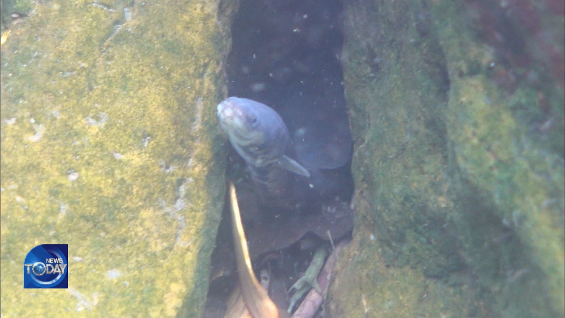 GIANT MOTTLED EELS SPOTTED