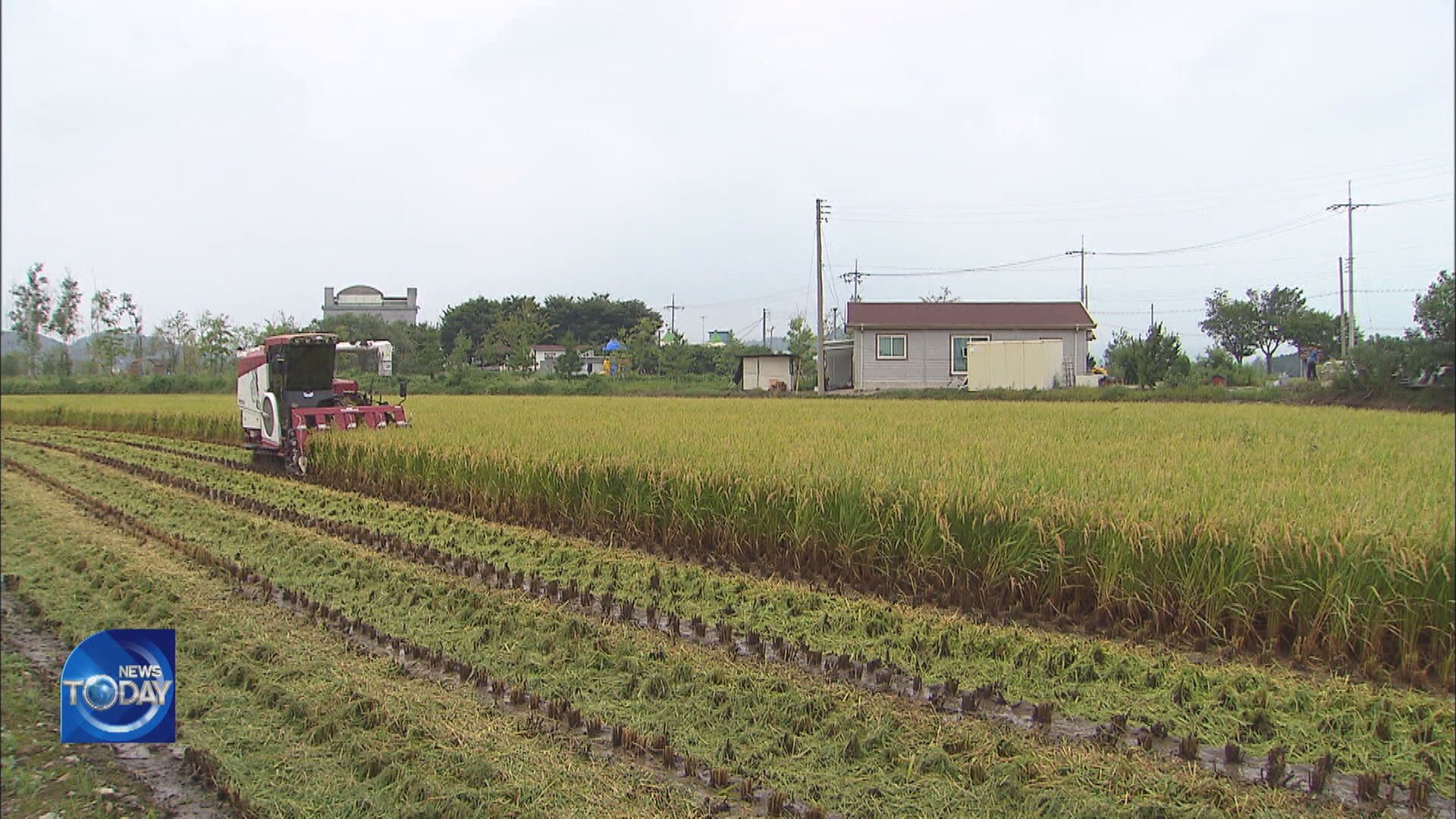RICE HARVESTING SEASON