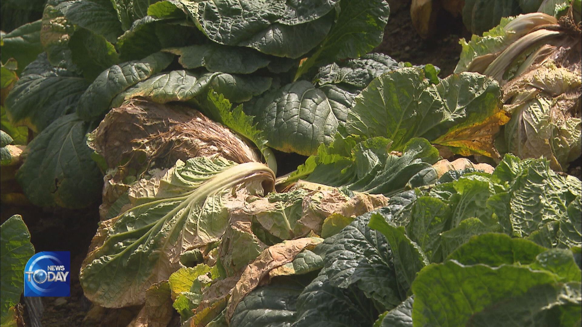 CABBAGE FARMERS SUFFER AHEAD OF CHUSEOK