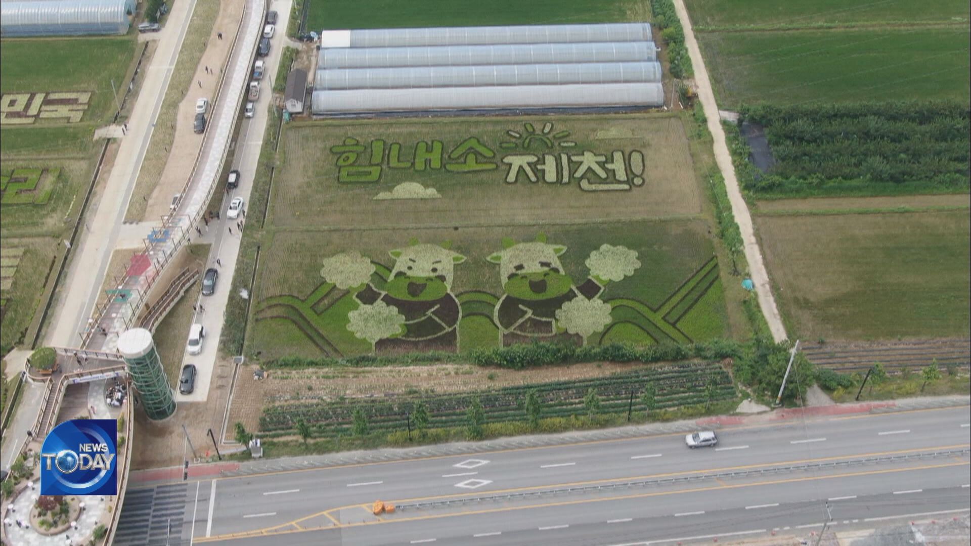 RIPE RICE PLANTS BECOME NEW DRAWING TOOLS