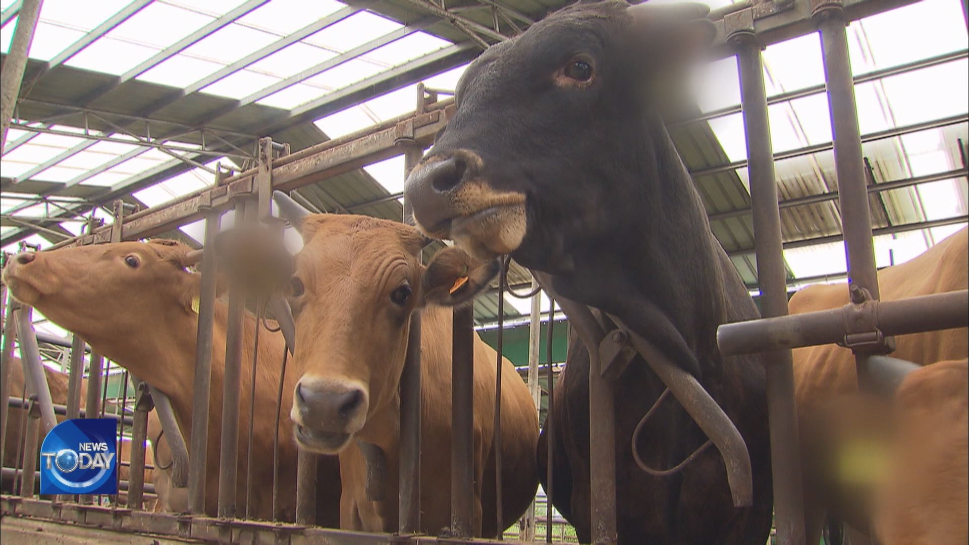 EFFORTS TO PRESERVE STRIPED COWS