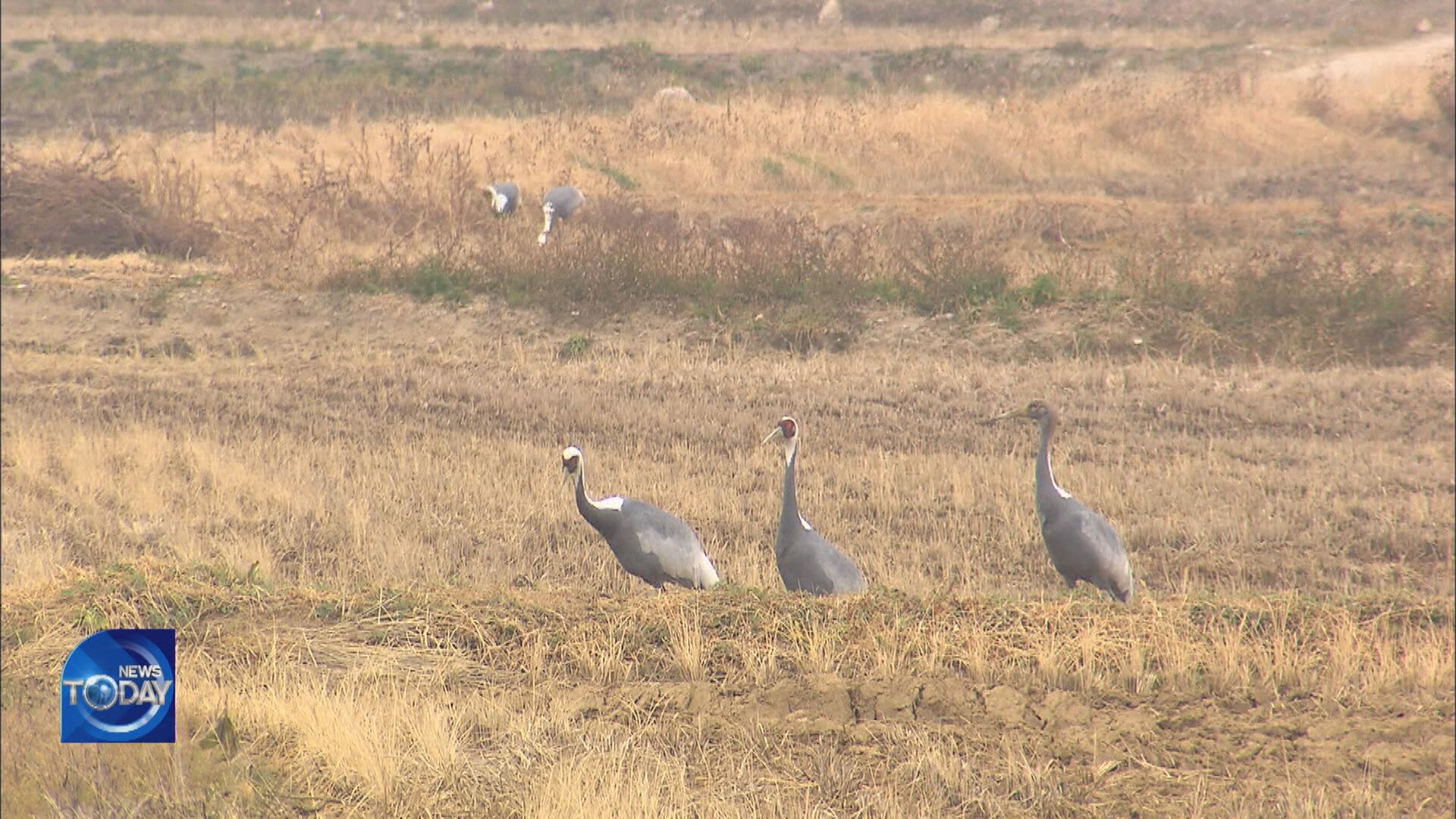 WHITE-NAPED CRANES VISIT CHEORWON