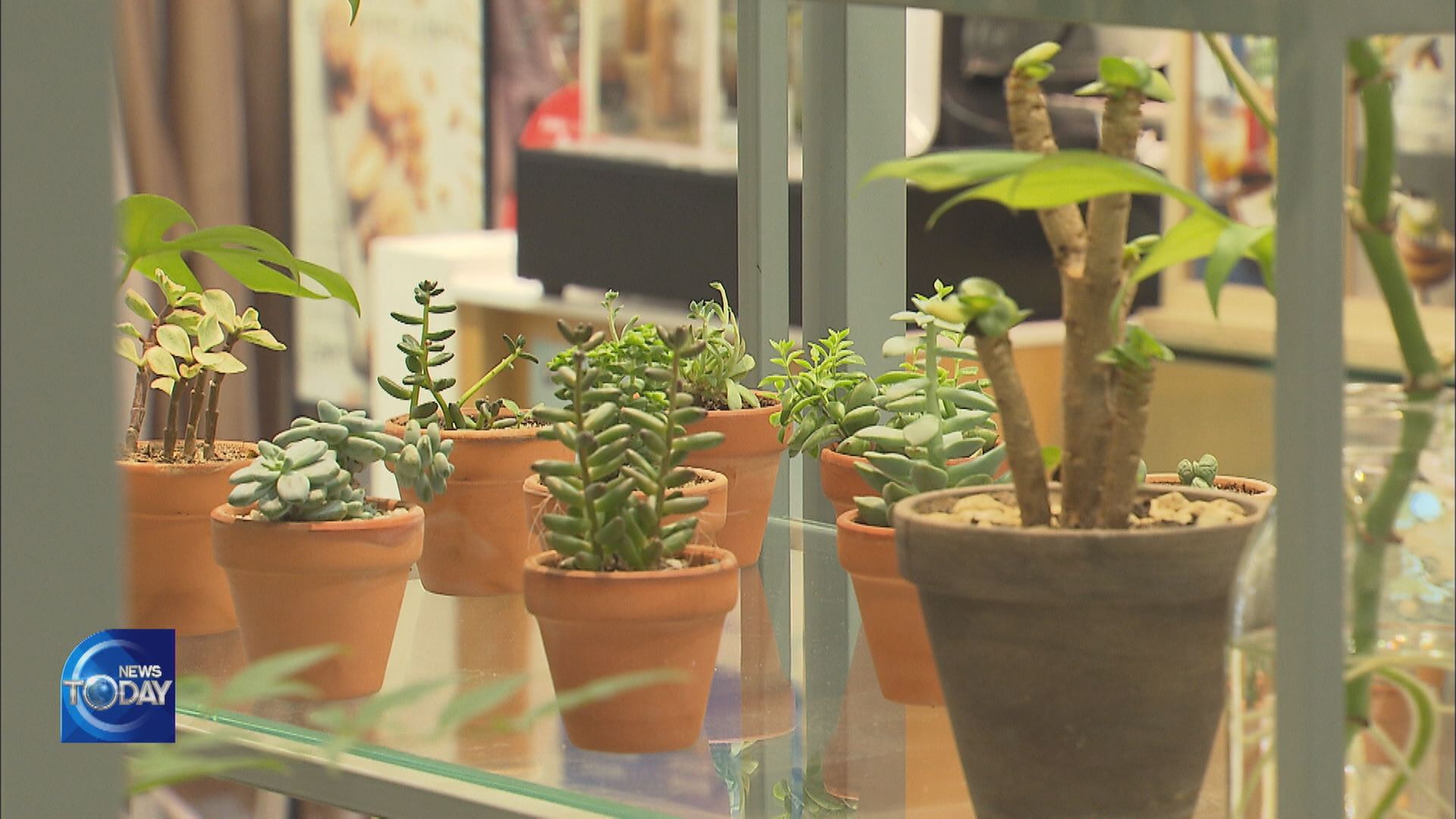 HEALING ‘CORONA BLUES’ WITH PLANTS