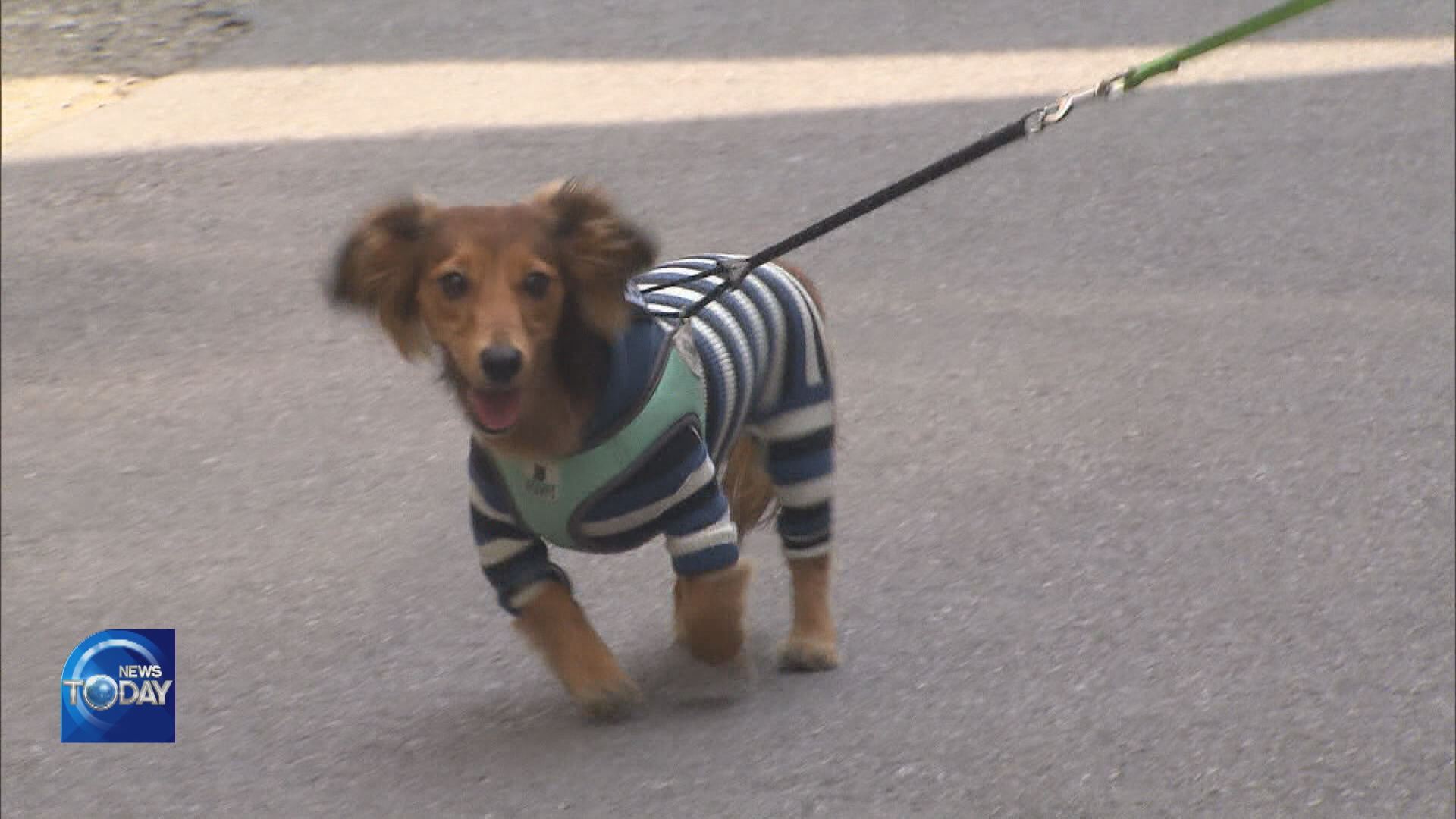 DOG LEASH LENGTH TO BE RESTRICTED