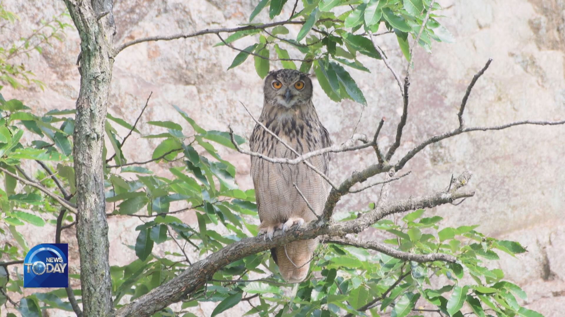 FAMILY OF EAGLE OWLS SPOTTED