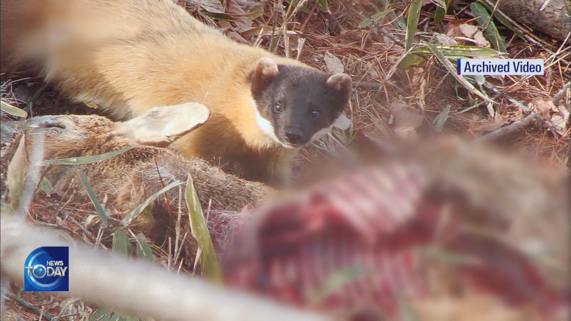 YELLOW-THROATED MARTENS SPOTTED